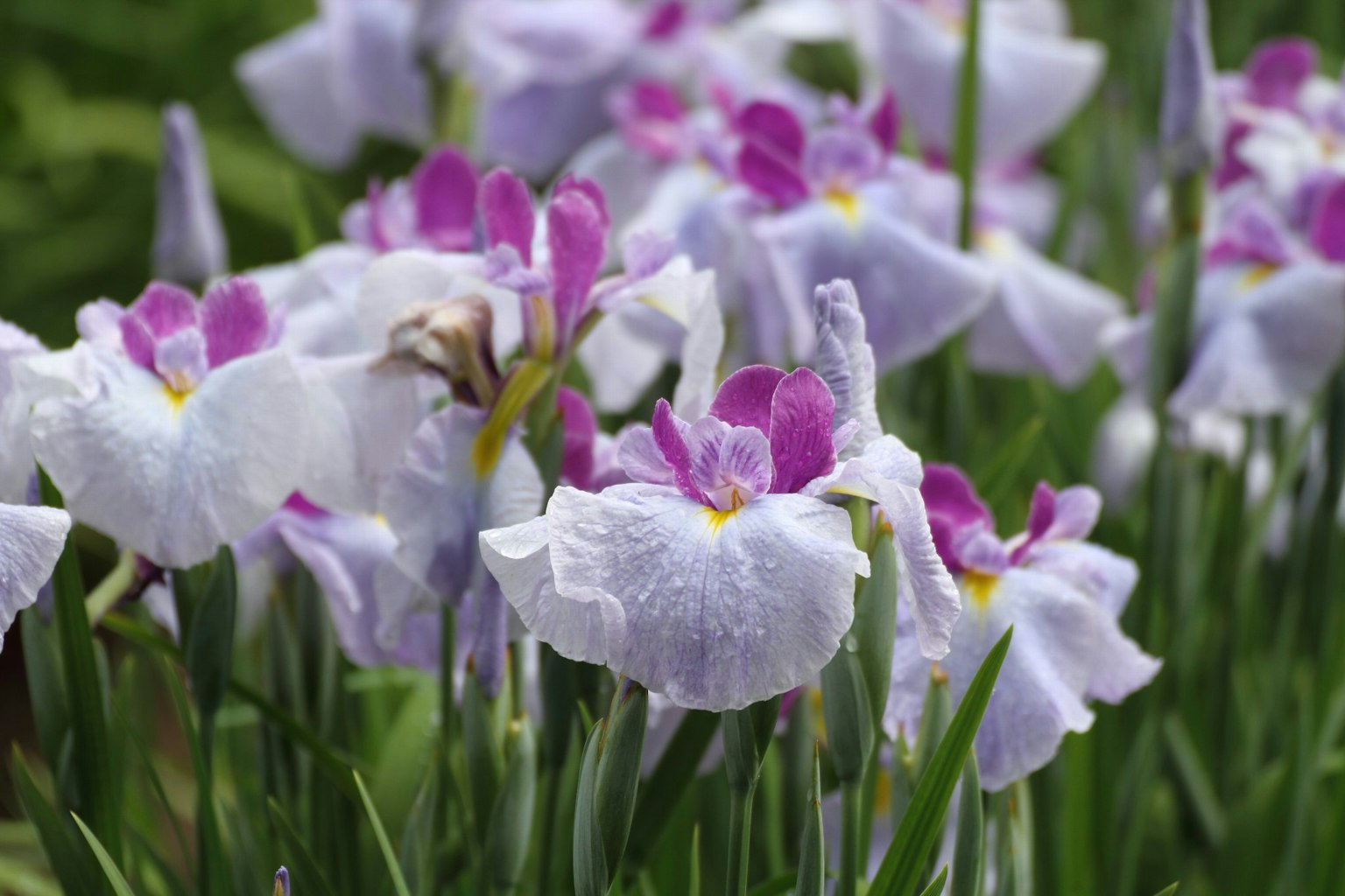 Gruppe von Iris mit blassen lila und weißen Blütenblättern