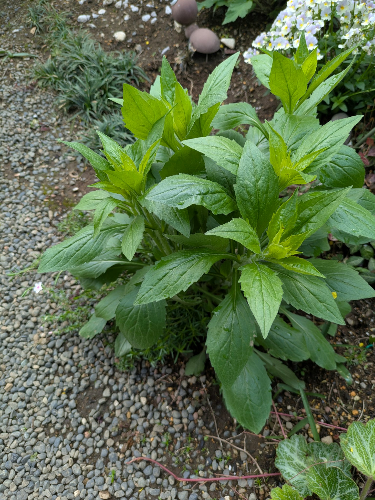 Una planta verde exuberante con hojas anchas creciendo en un jardín