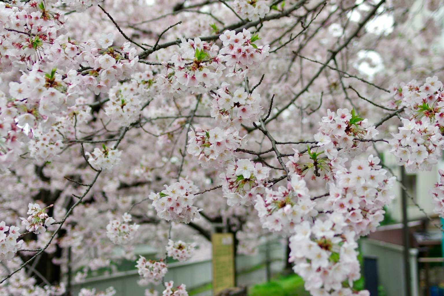 Gros plan sur des fleurs de cerisier en fleurs sur un arbre
