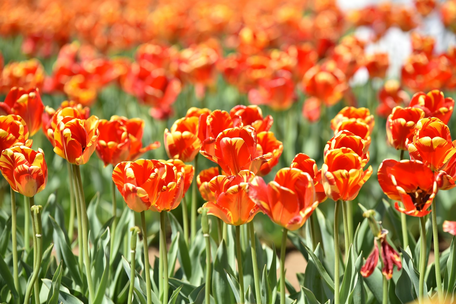 Tulipes orange vibrantes fleurissant dans un champ