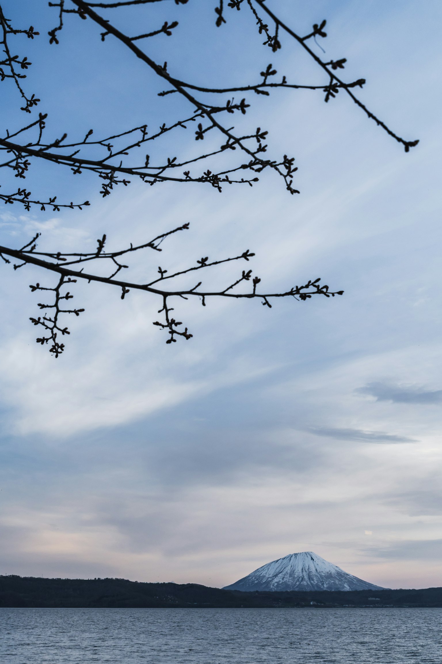 Ramas con brotes en primer plano y montaña nevada al fondo