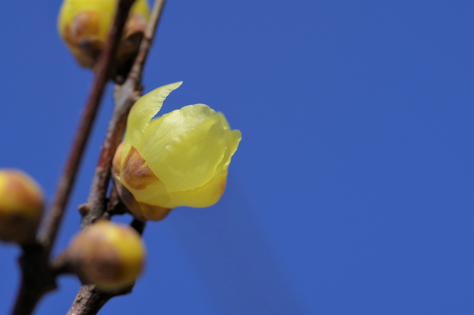 Close-up of a yellow flower blooming against a blue sky