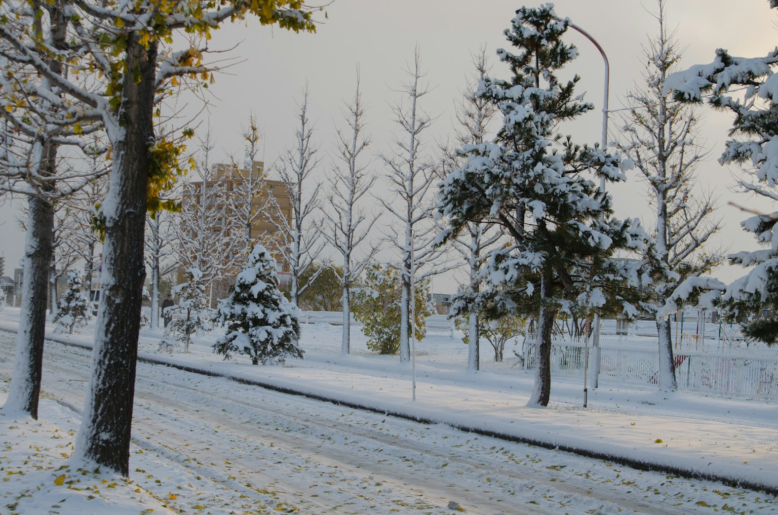 Schneebedeckte Straßenbäume und eine ruhige Straßenlandschaft