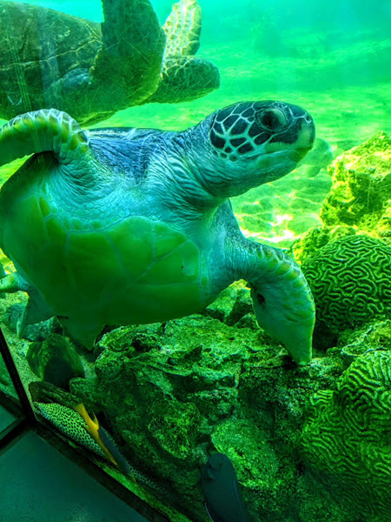在水族馆中游泳的生动绿色海龟与岩石背景