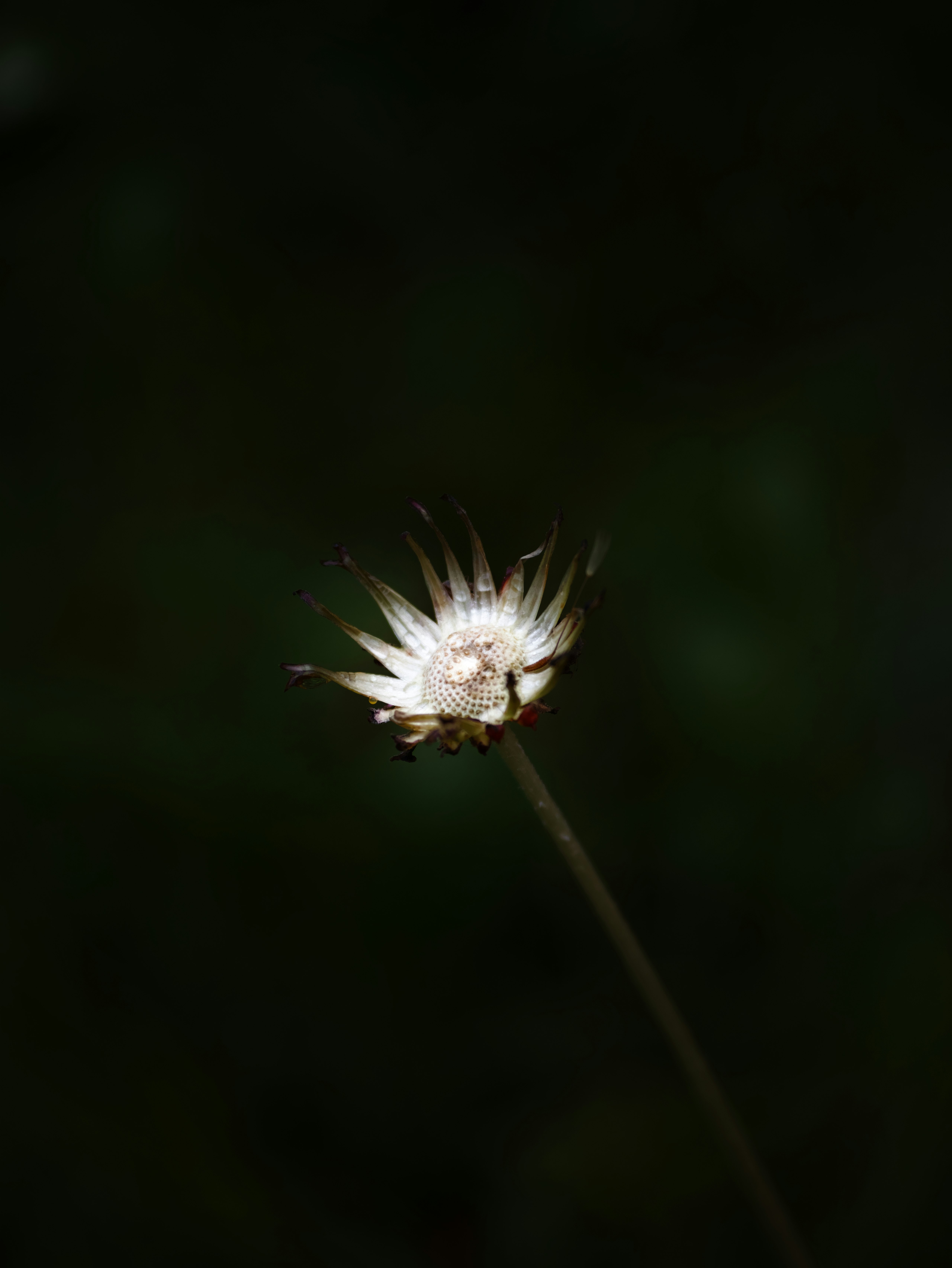 暗い背景に浮かぶ小さな花のクローズアップ