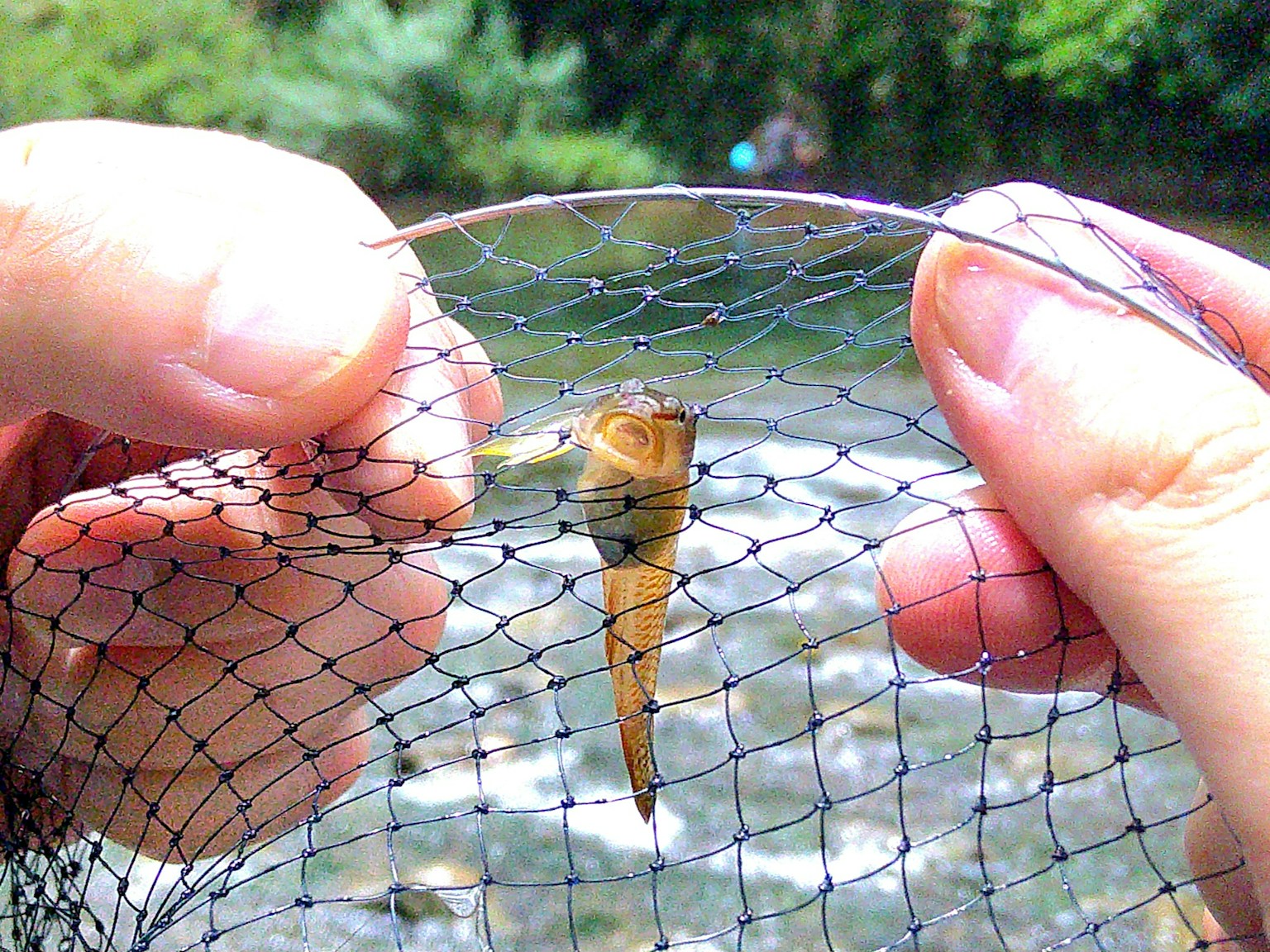 Mains tenant une crevette prise dans un filet avec un arrière-plan naturel