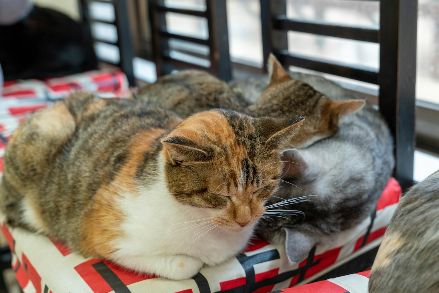 Kucing yang berpelukan di atas kursi