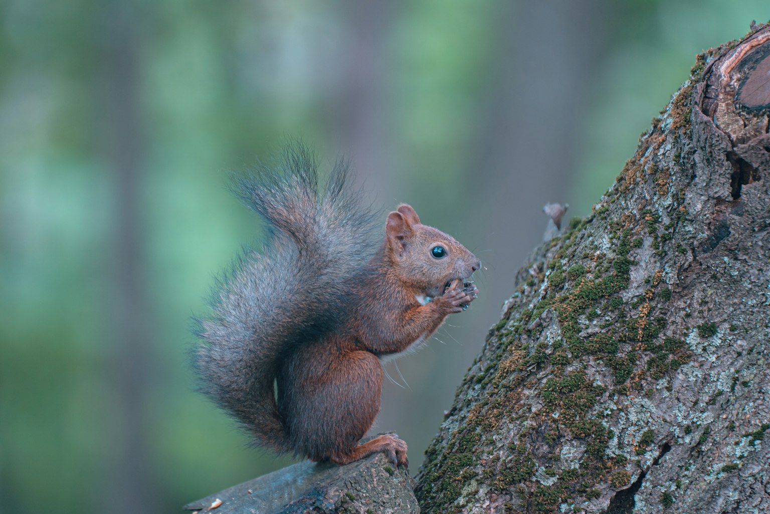 Écureuil mangeant de la nourriture sur un arbre
