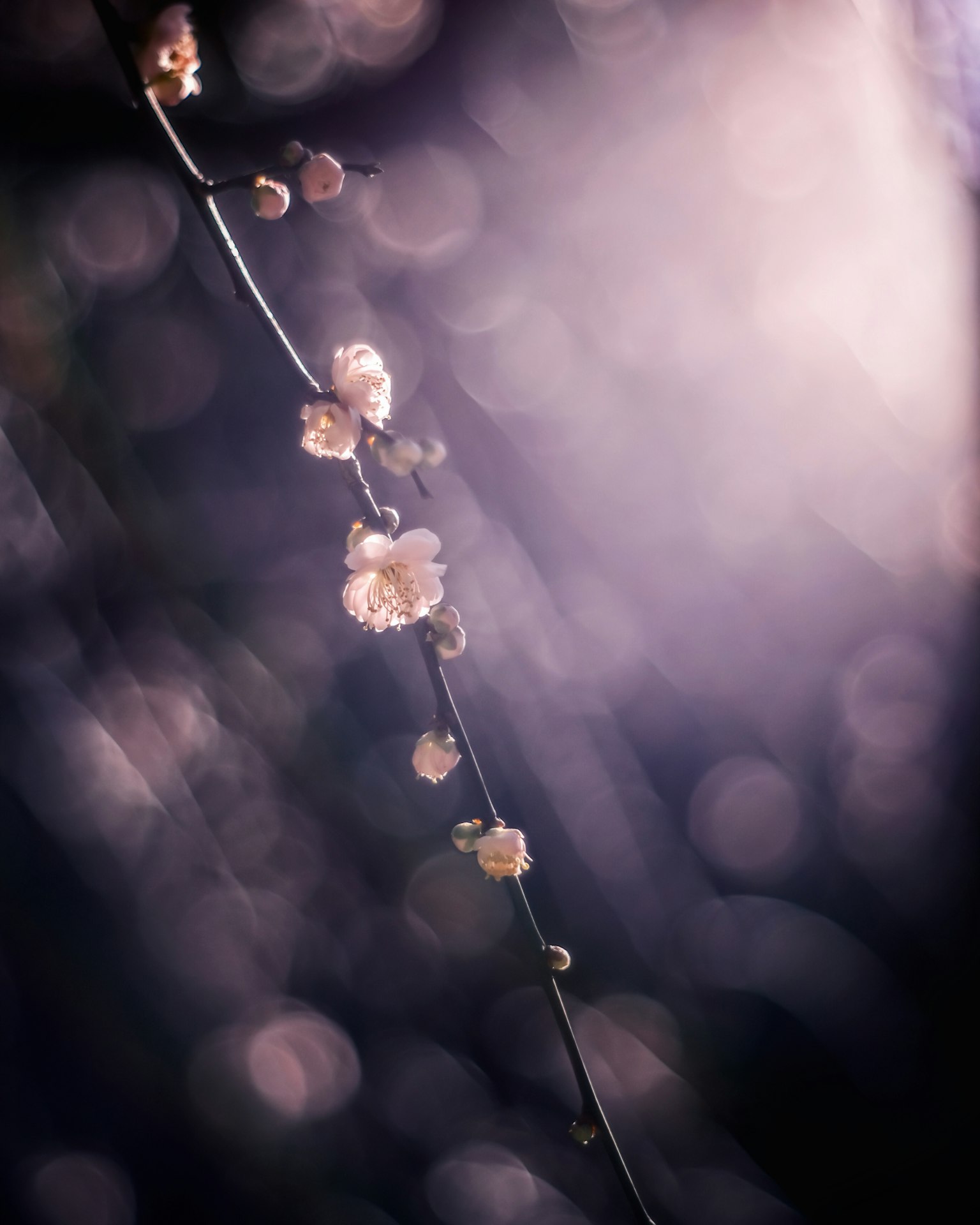 A delicate branch with small flowers glowing in soft purple light