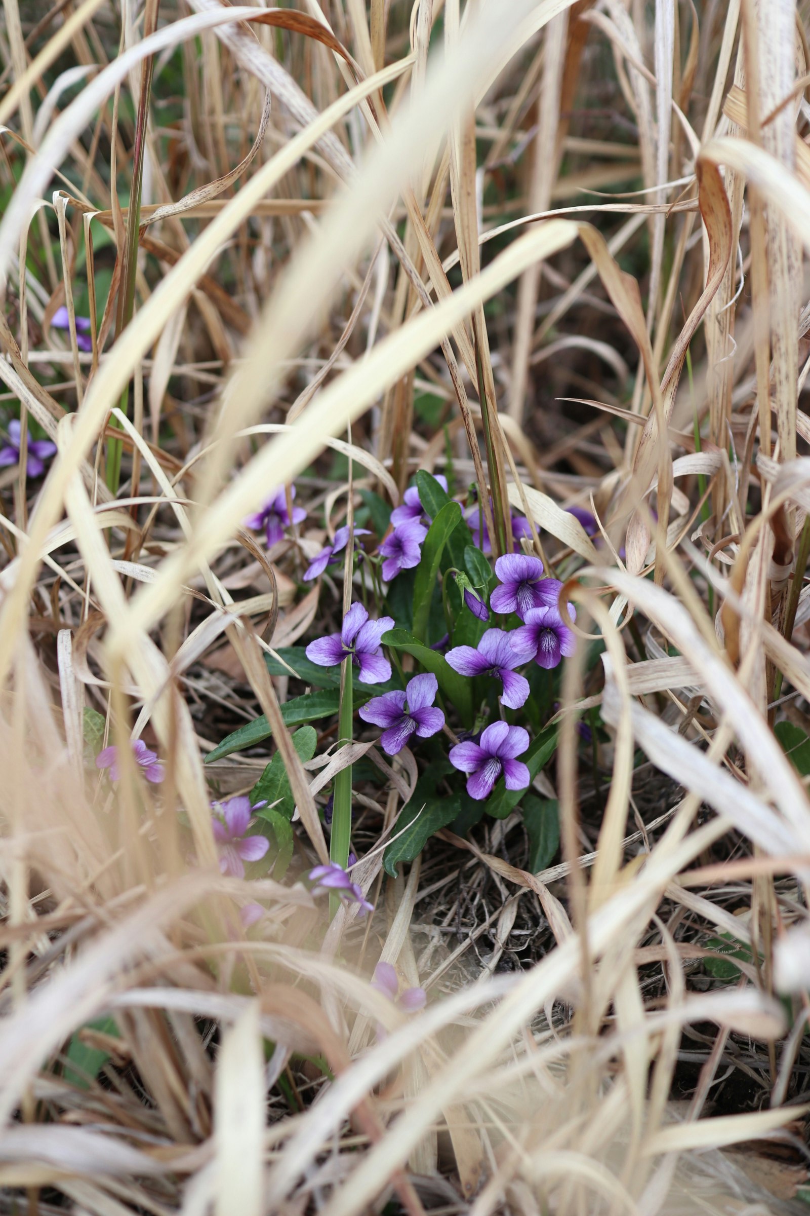 枯れ草の間に咲く菫の花