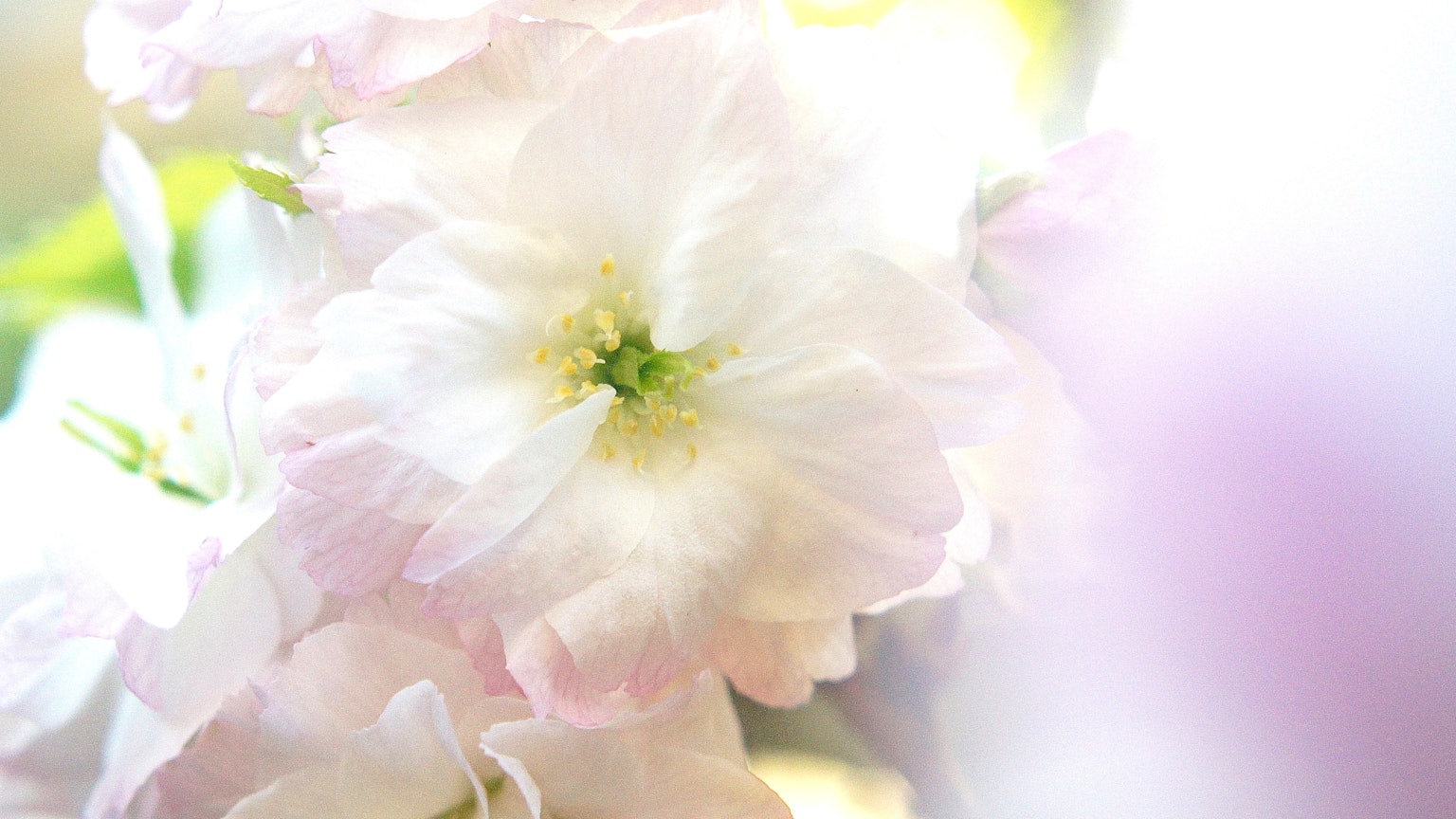 ภาพระยะใกล้ของดอกไม้สีอ่อนที่มีศูนย์กลางสีเขียวสดใส