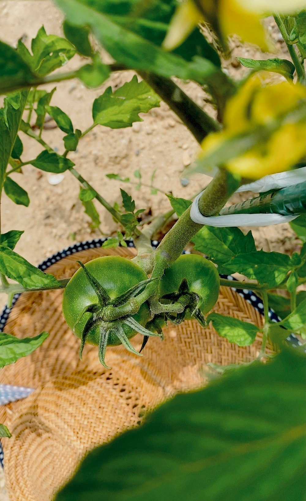 自家菜園のトマトが実る畑の土と葉の間
