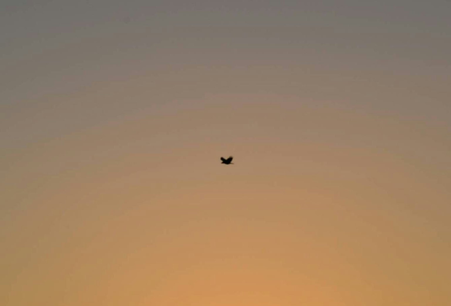Silhouette of a bird flying against a sunset sky