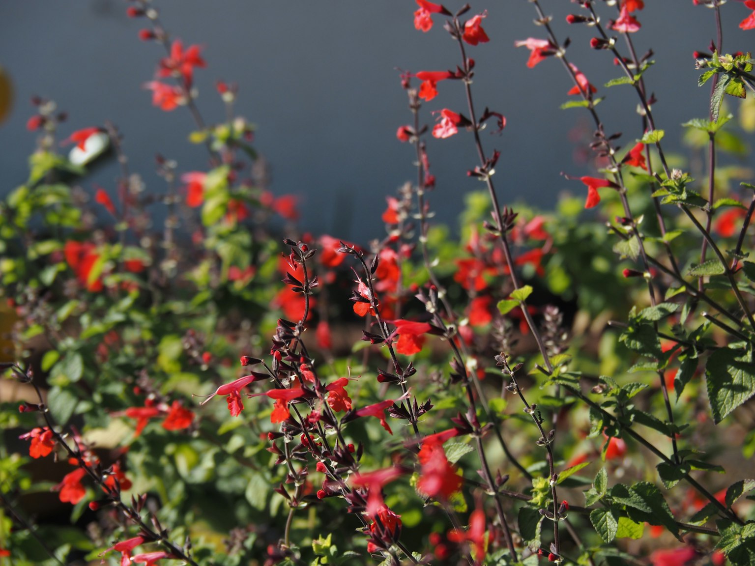 Kumpulan tanaman hijau dengan bunga merah yang mekar