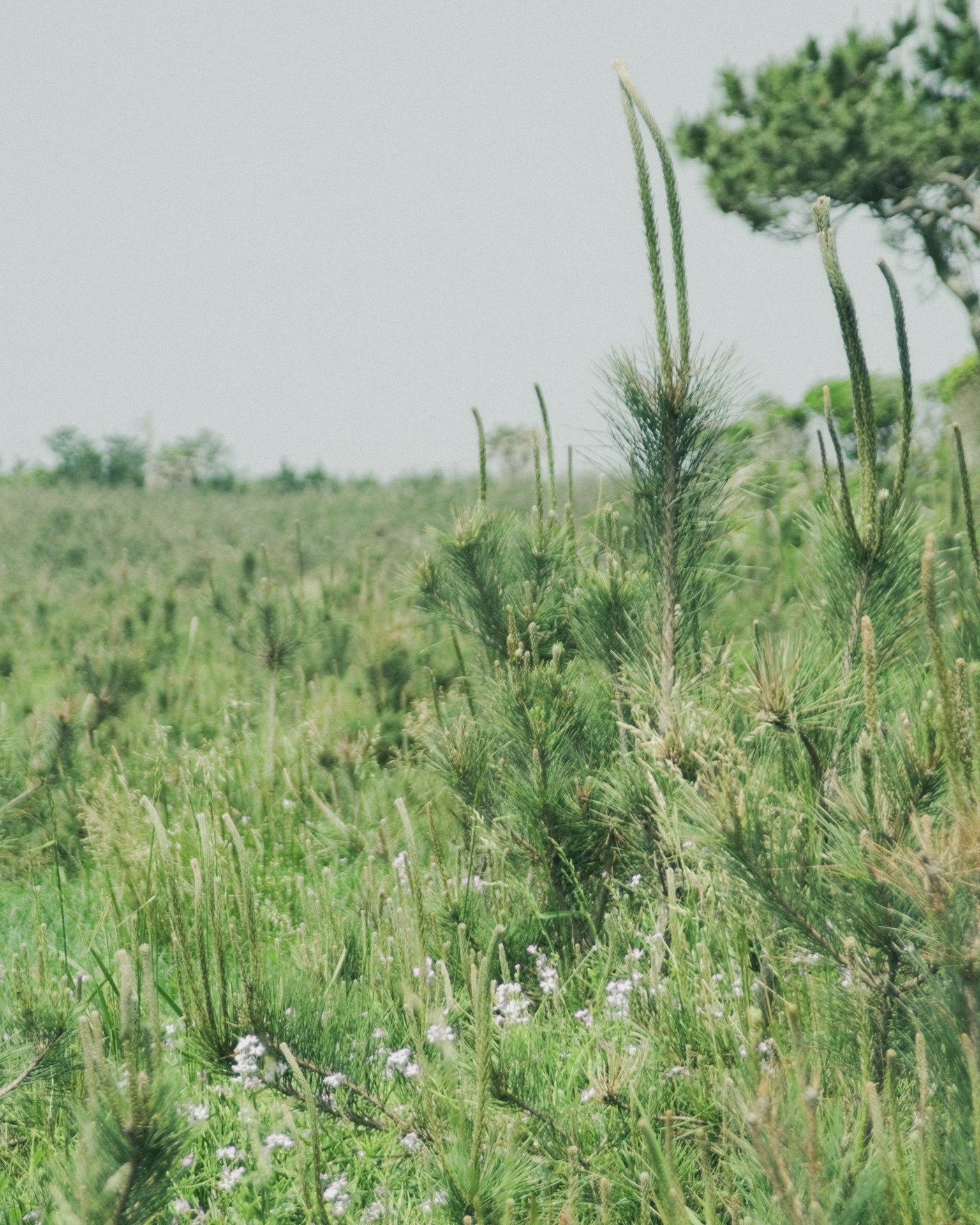 Üppiges grünes Feld mit hohem Gras und kleinen weißen Blumen