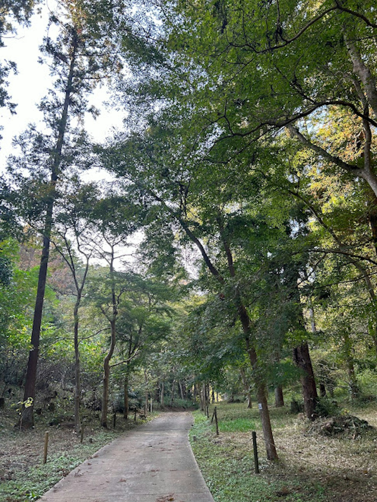 Con đường đi bộ yên tĩnh bao quanh bởi cây xanh tươi tốt