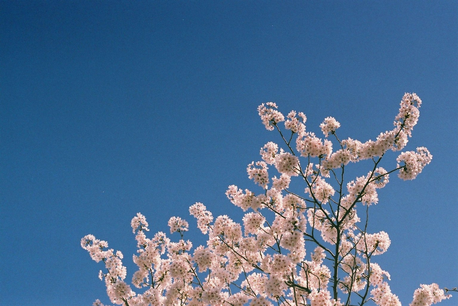 Zweige mit blassrosa Blumen vor blauem Himmel