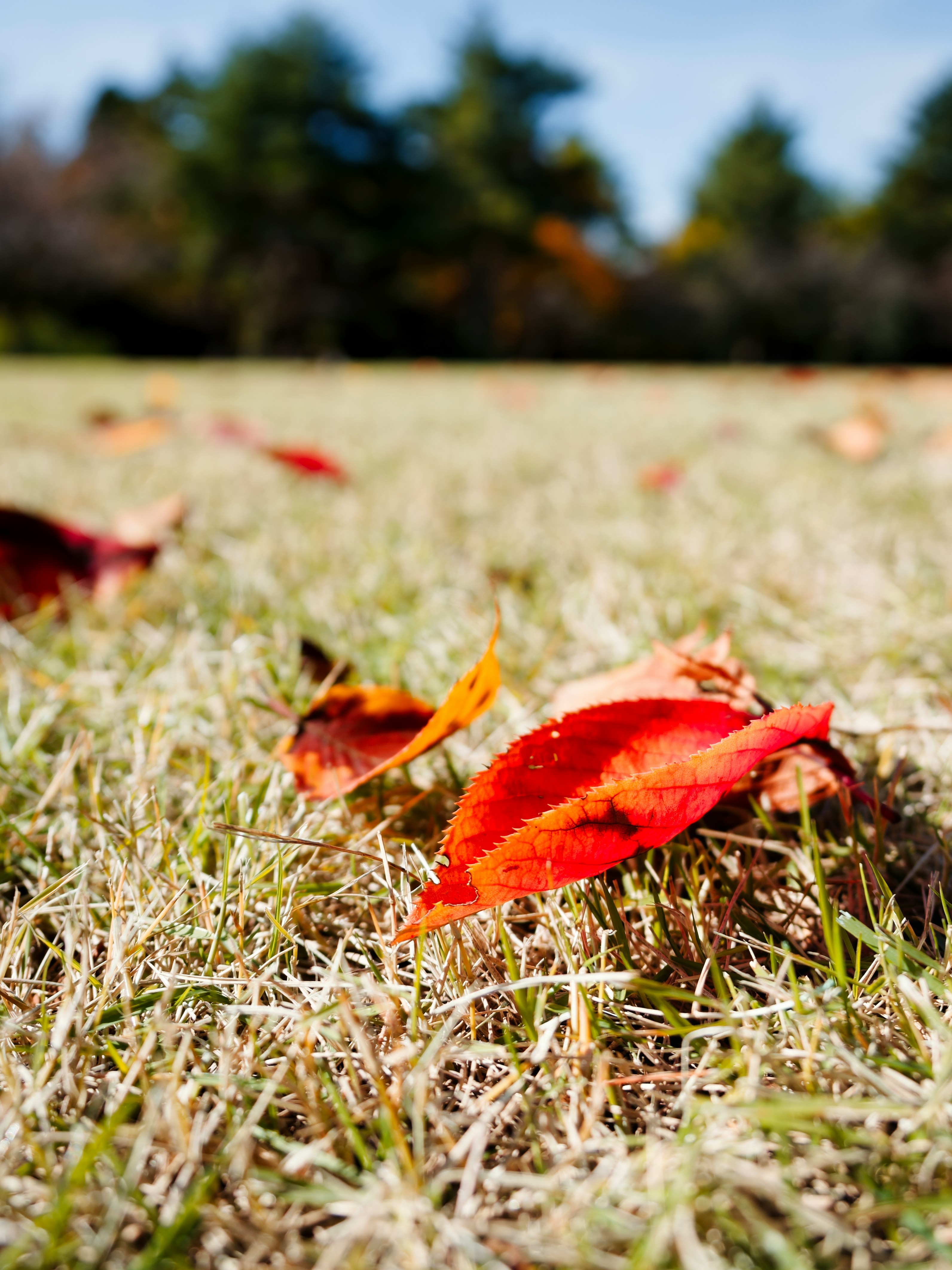紅葉の落ち葉が芝生の上に散らばる秋の情景