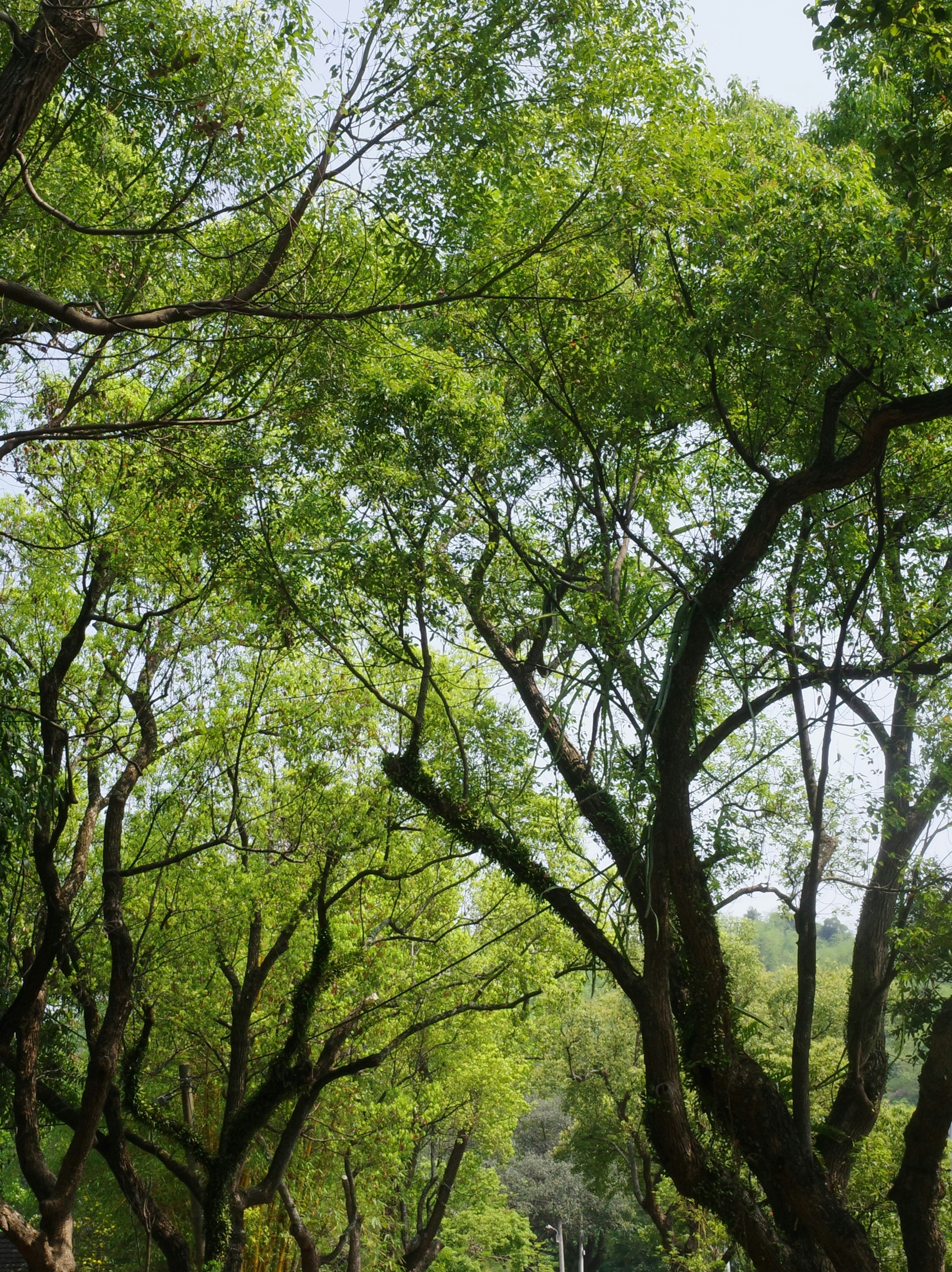 緑の木々が広がる森のような自然風景