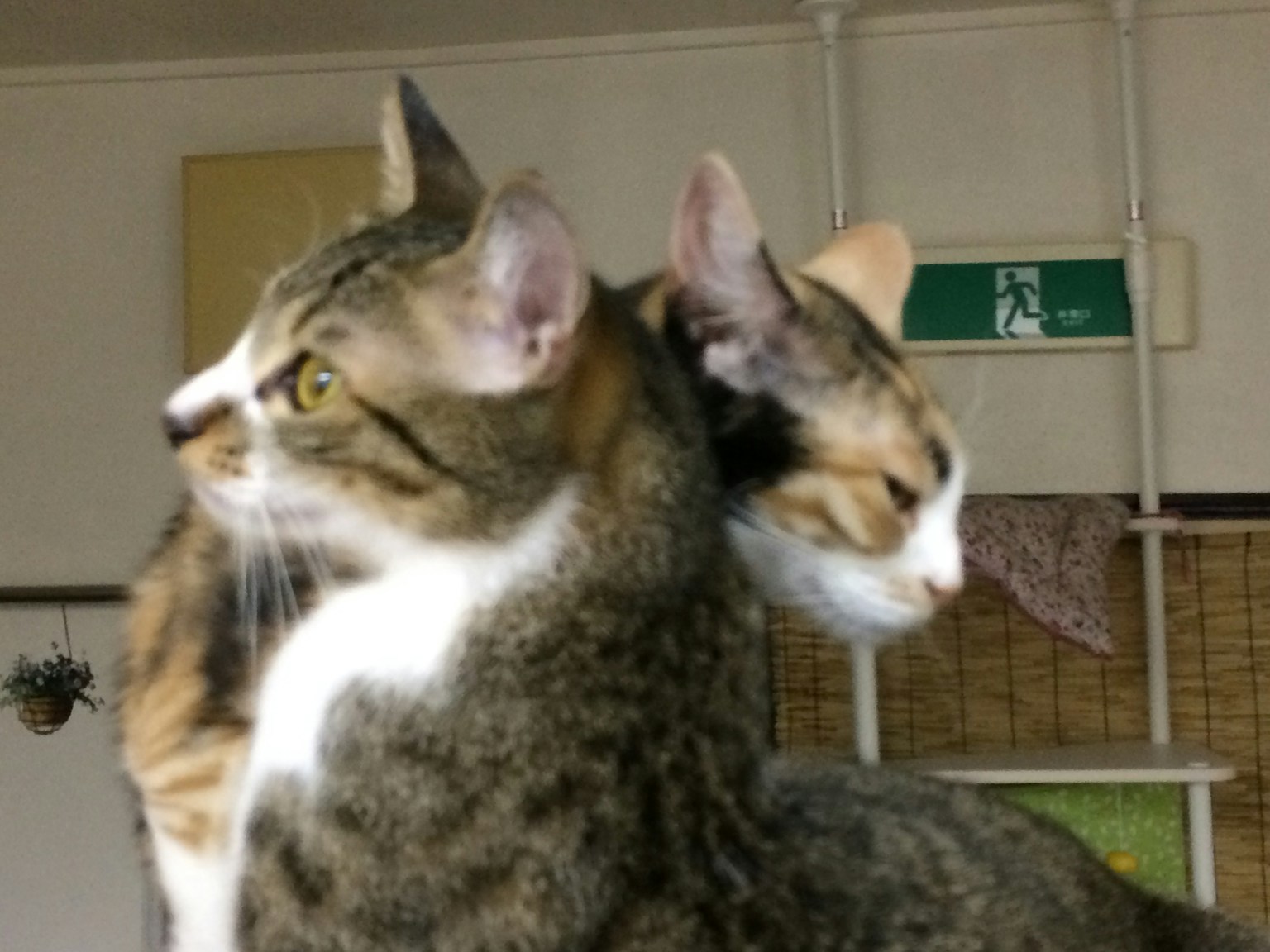 Deux chats positionnés côte à côte avec un chat tourné sur le côté