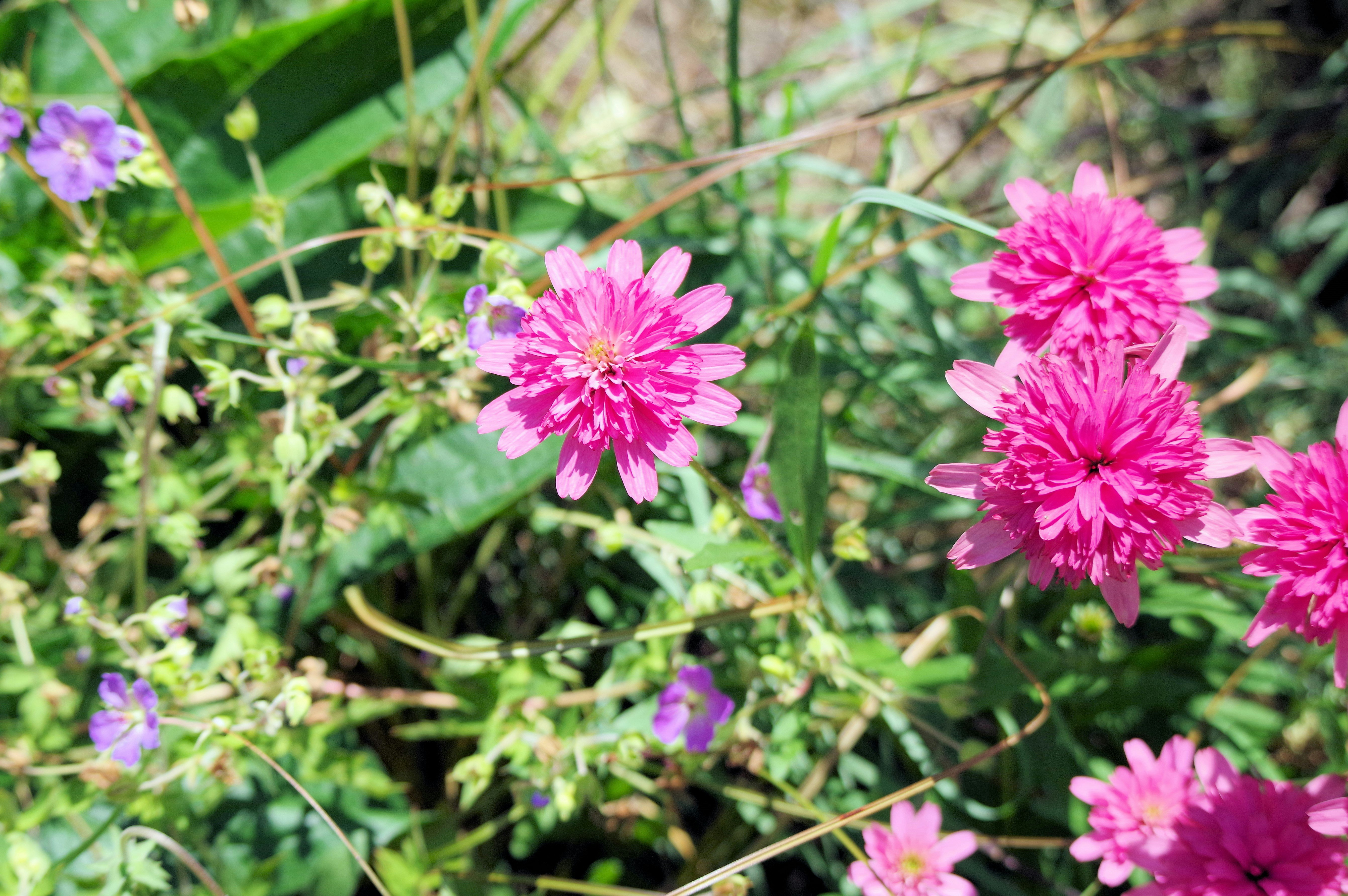 花坛里盛开的粉色花朵特写