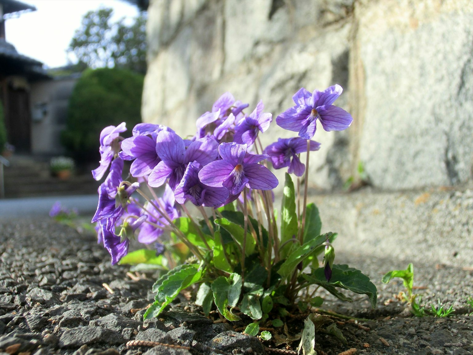Fiori viola che crescono accanto a un muro di pietra