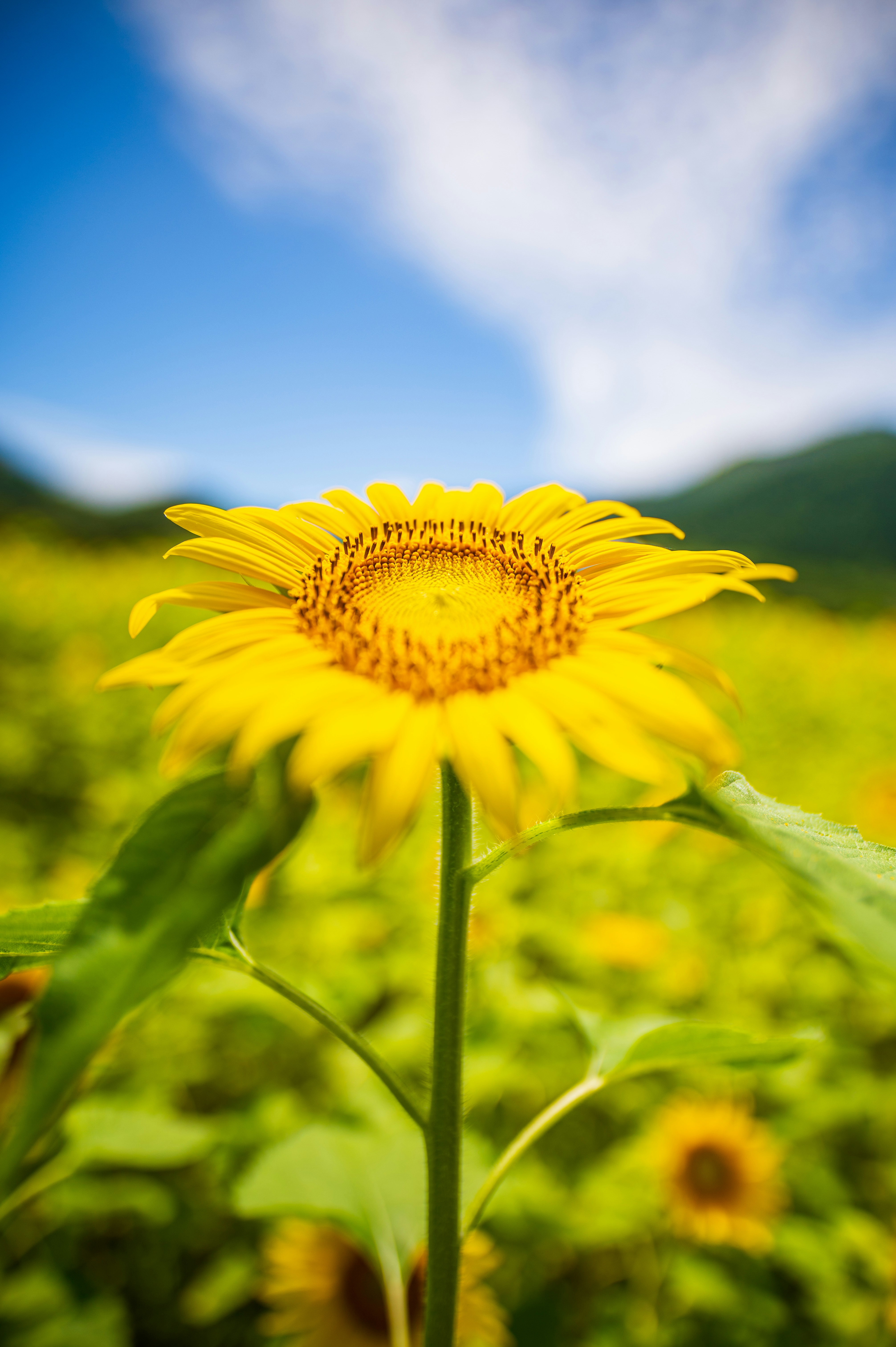 山の見える草地に咲く黄色いヒマワリ