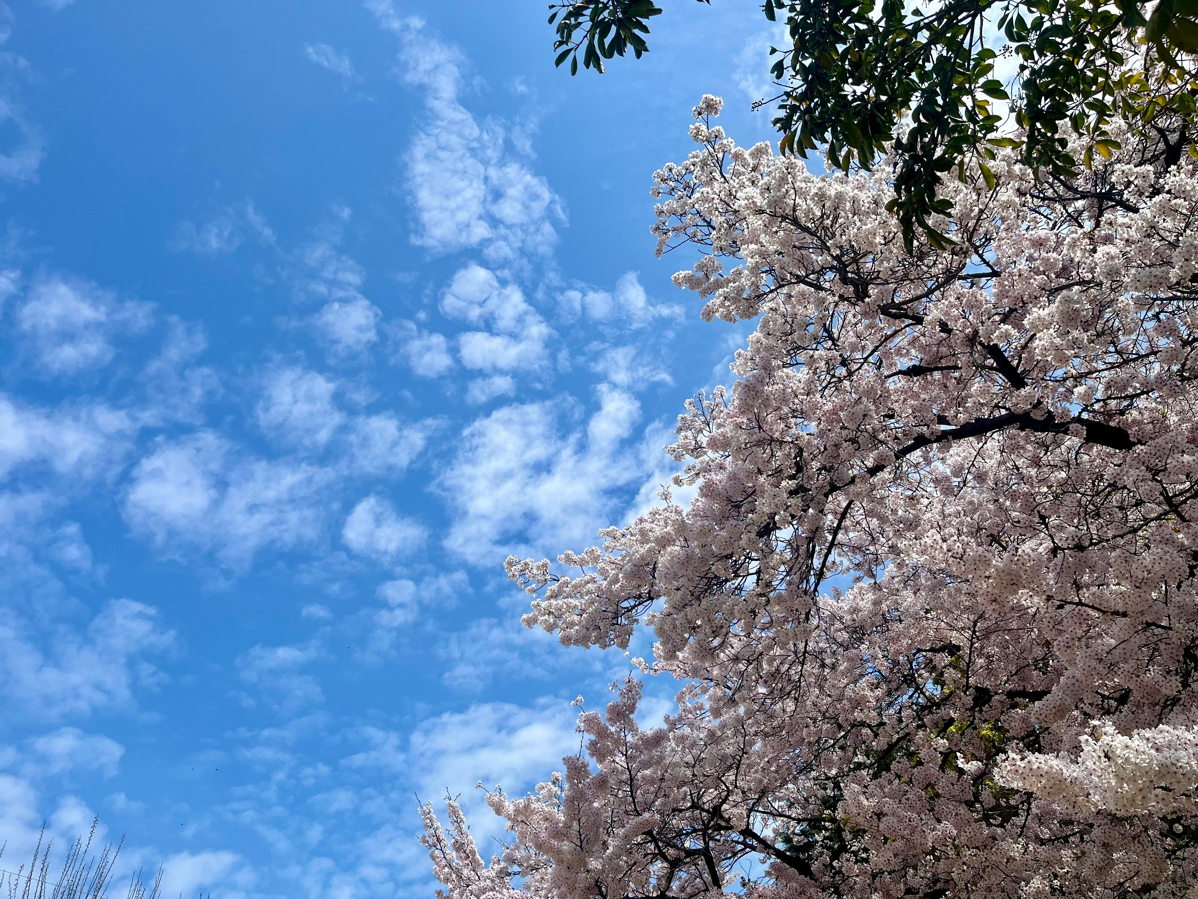 藍天襯托的櫻花枝