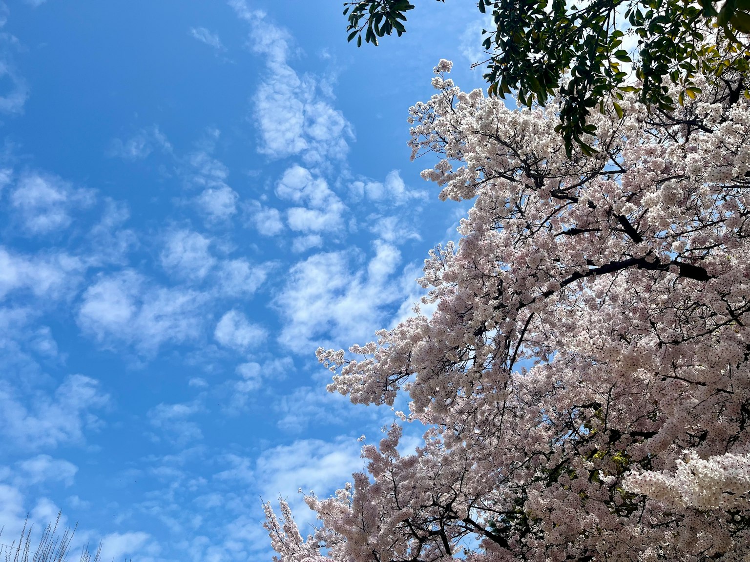 Fleurs de cerisier en pleine floraison contre un ciel bleu clair