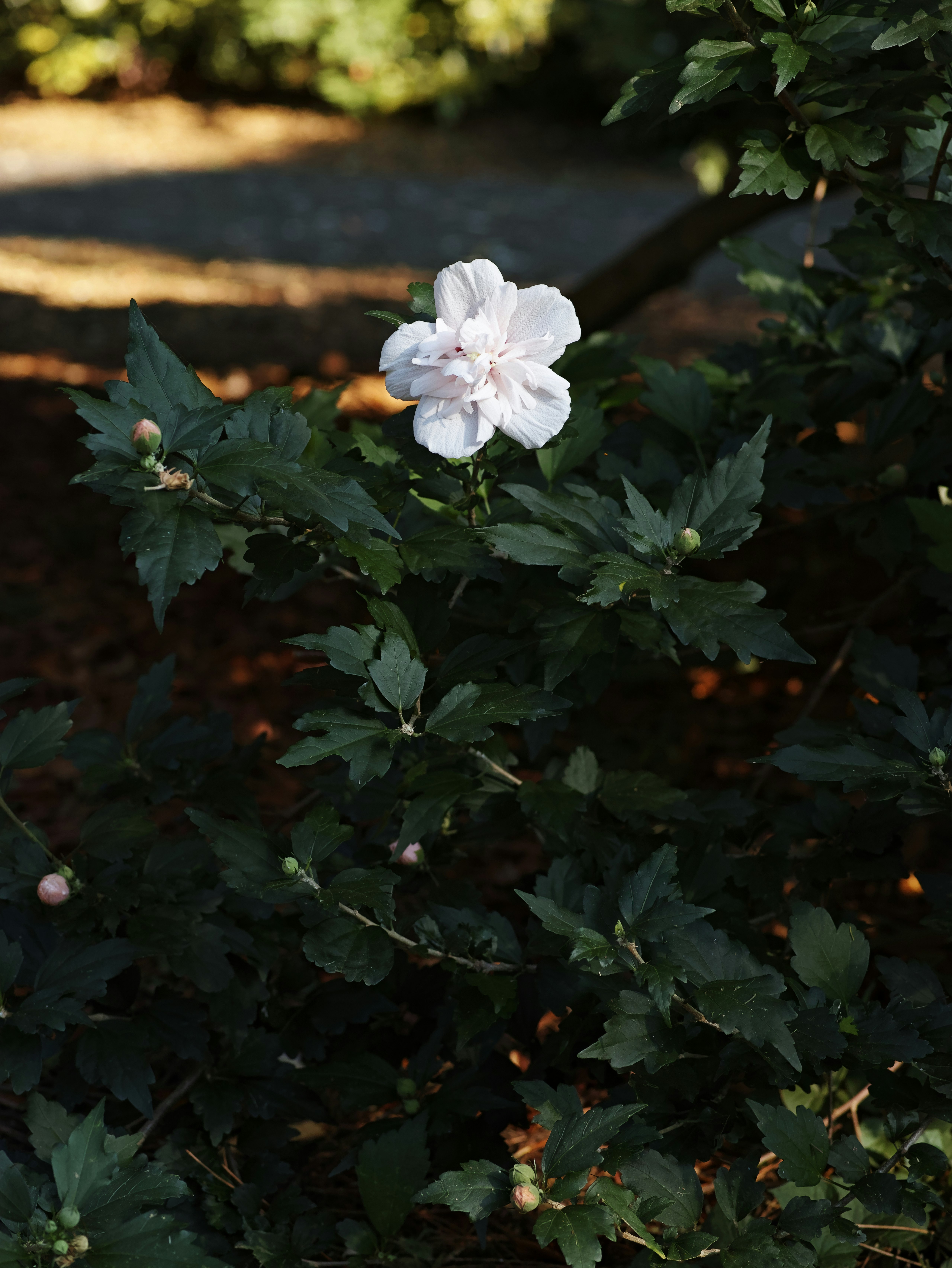 small white flower surrounded by leaves in a garden
