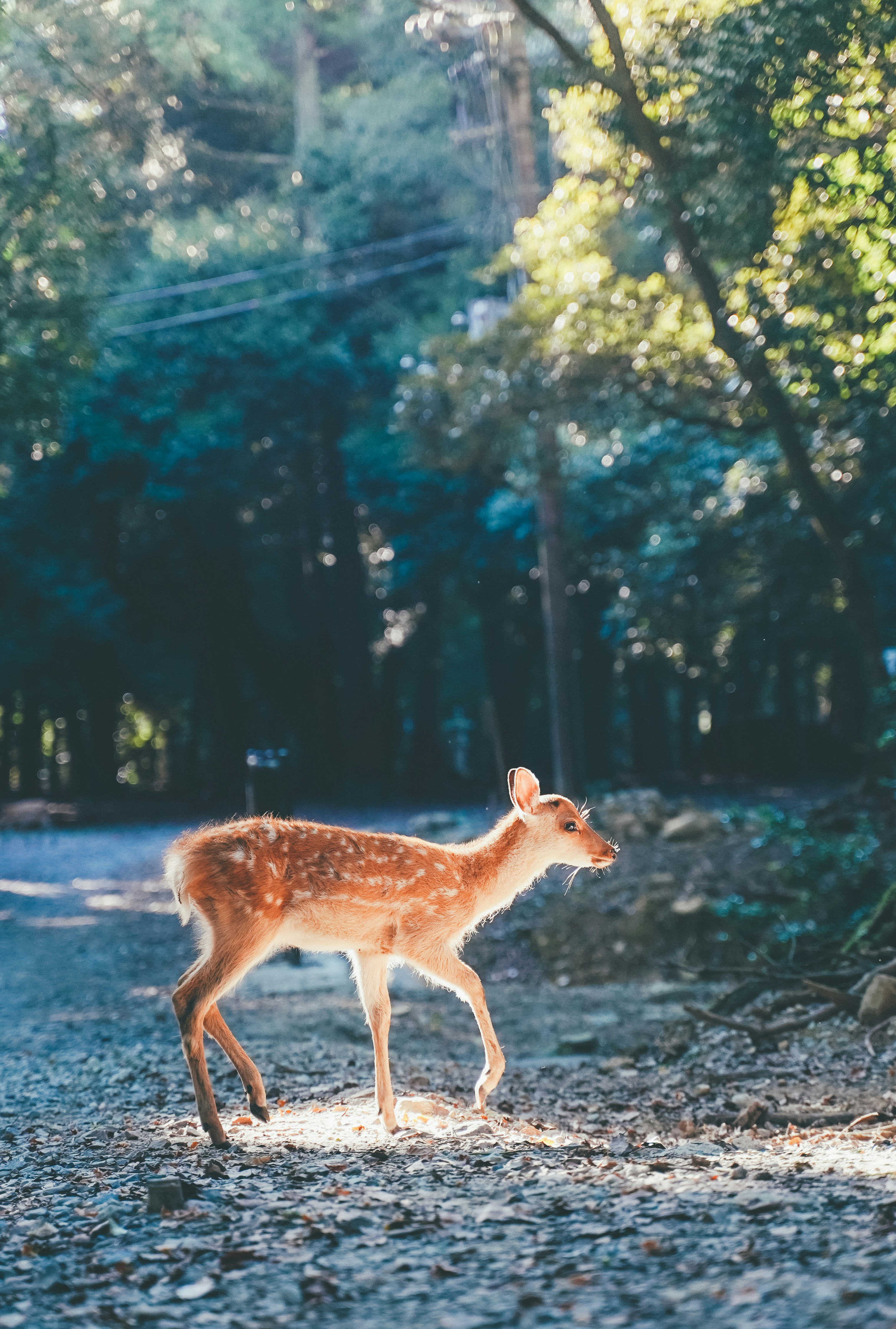 奈良公園で朝の光を浴びる鹿の一瞬