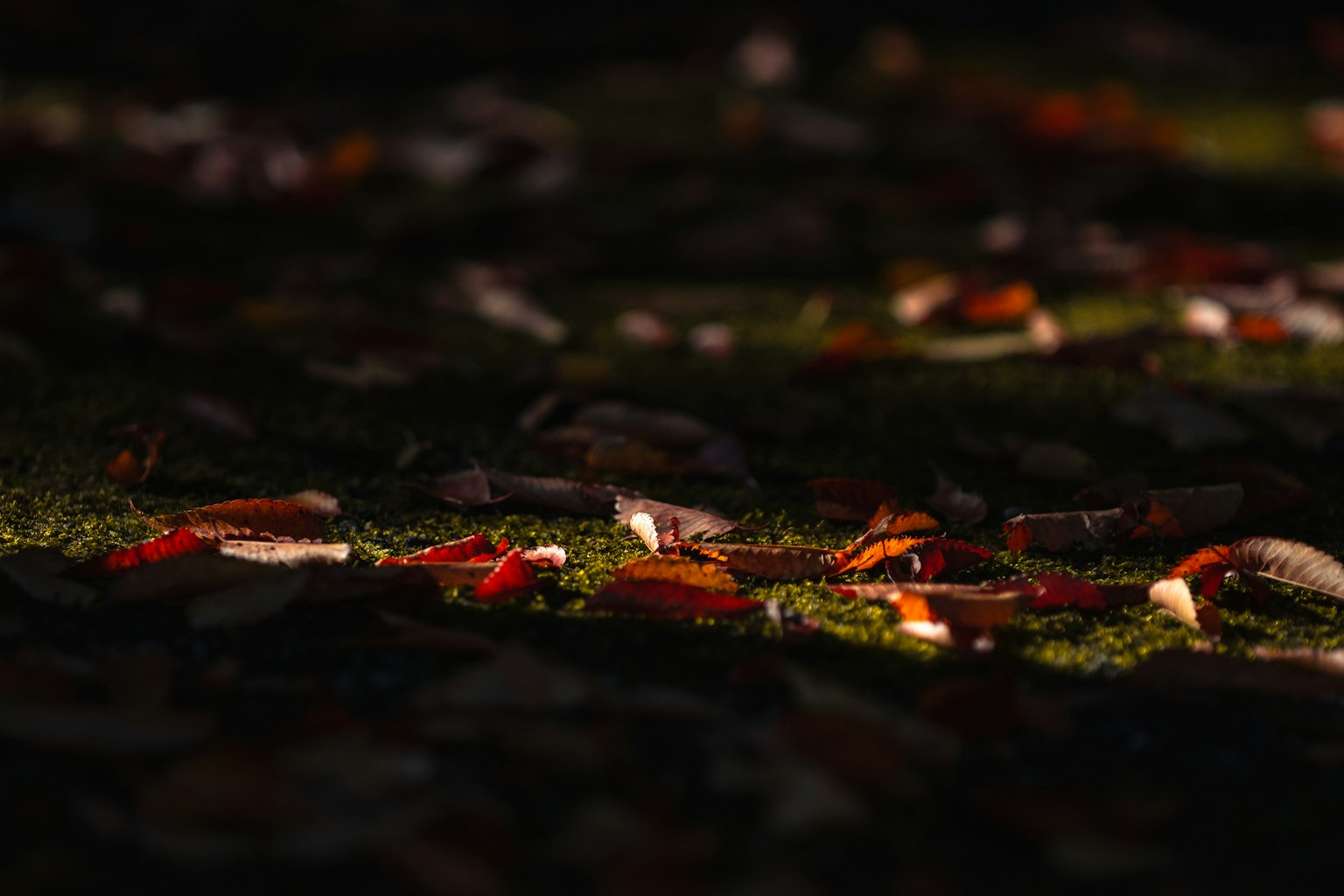 暗い背景に散らばる赤やオレンジの落ち葉