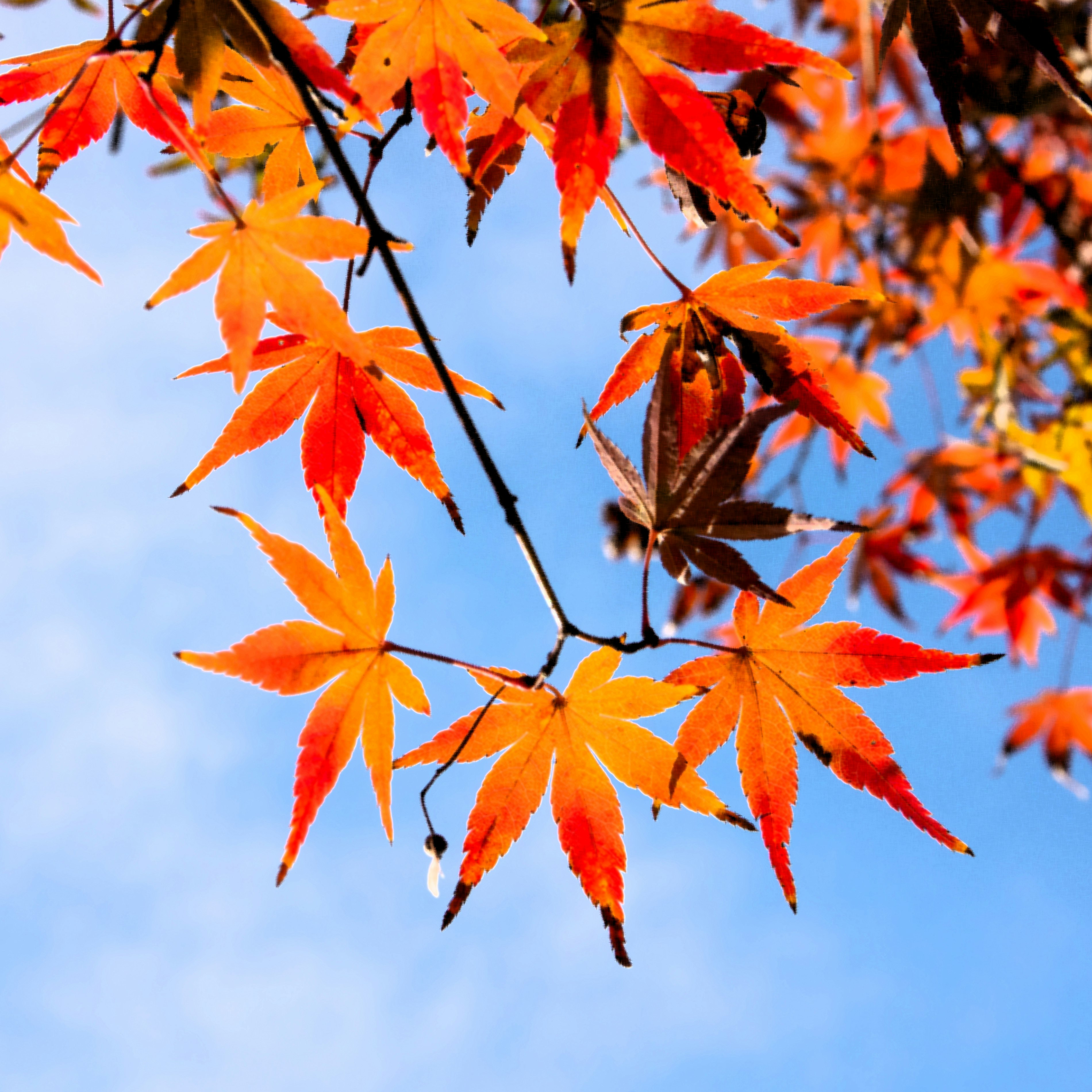 青空に映える鮮やかな紅葉の枝先
