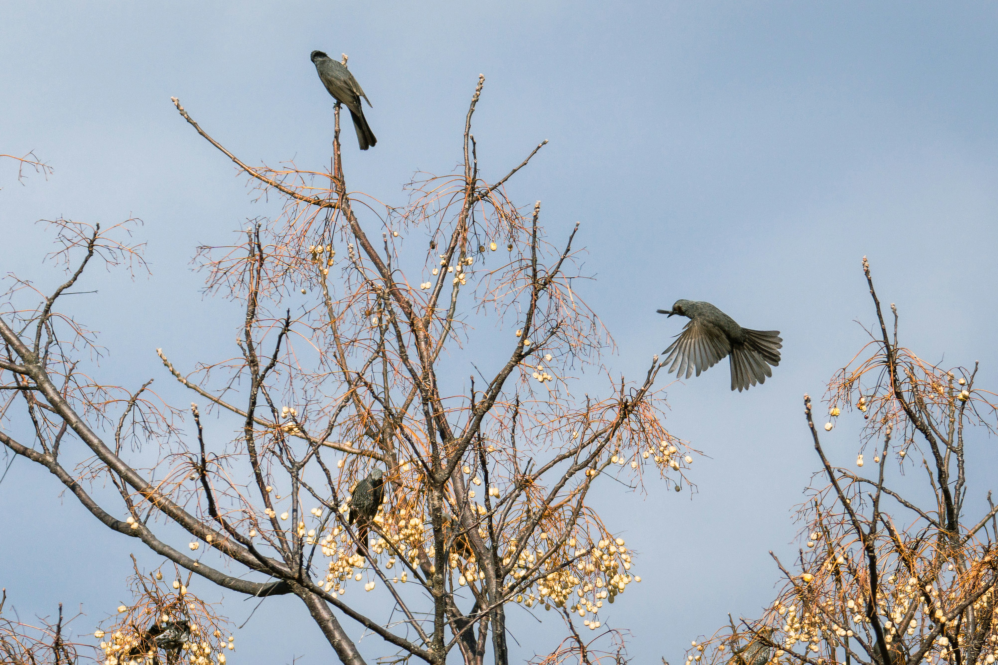 枝にとまる鳥と冬のような落葉樹のシルエット