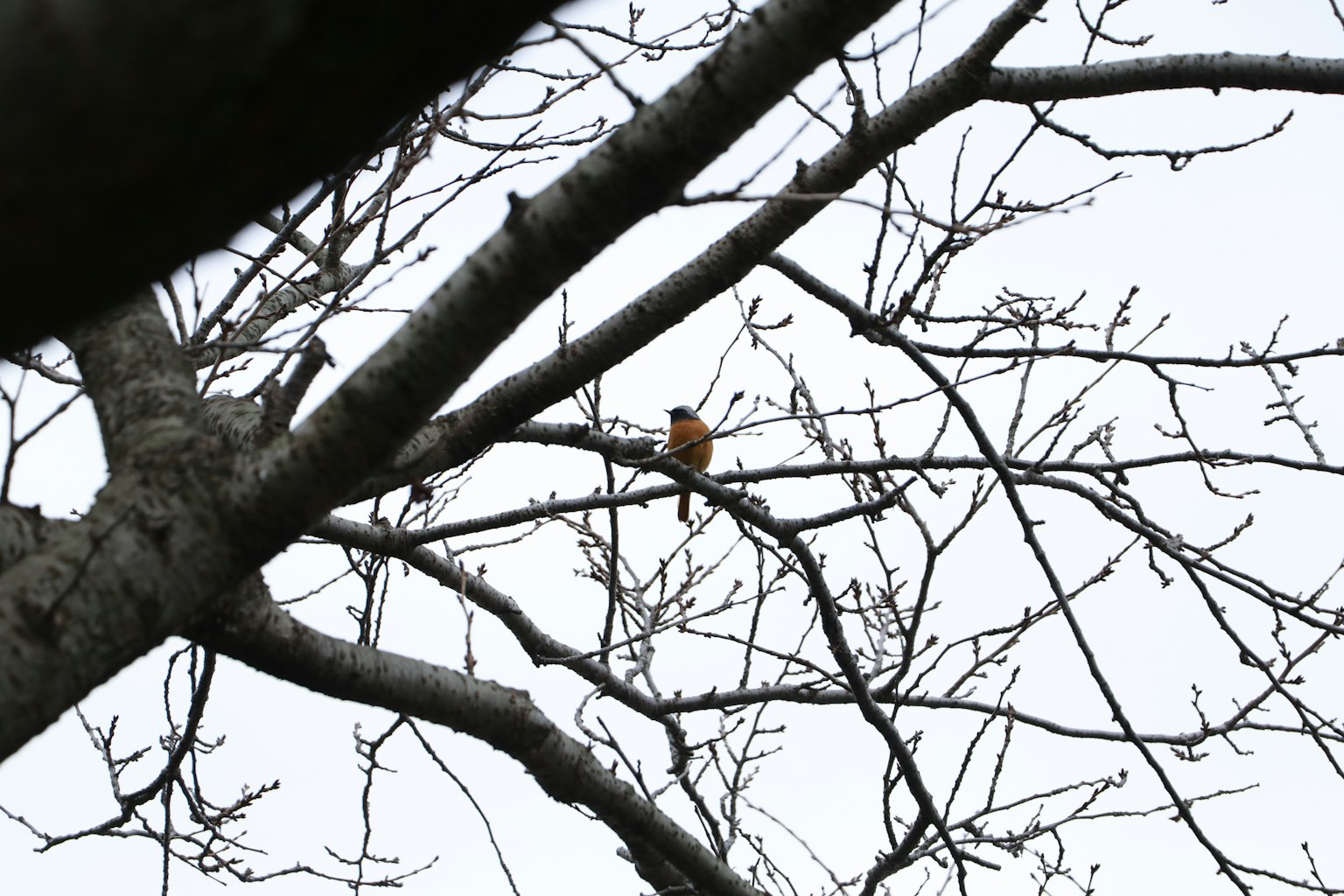 Un piccolo uccello arancione appollaiato su rami spogli di un albero contro un cielo grigio