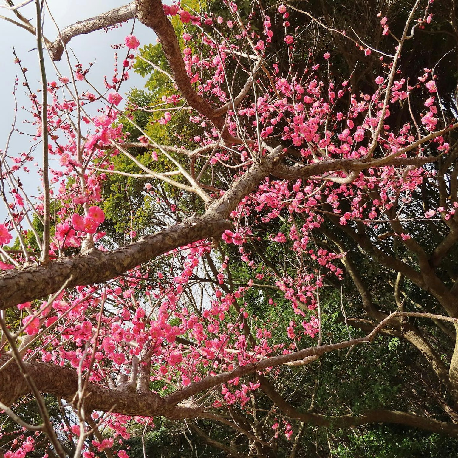 Gros plan sur des branches de cerisier avec des fleurs roses