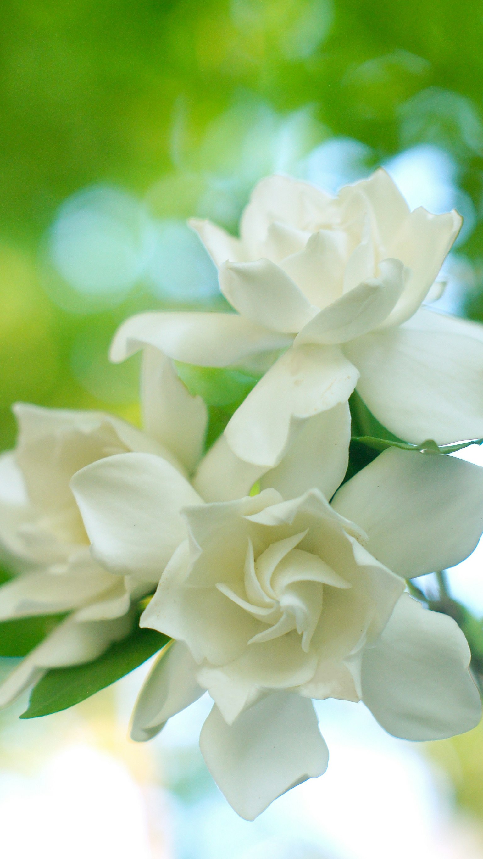 Flores de jazmín blancas floreciendo sobre un fondo verde
