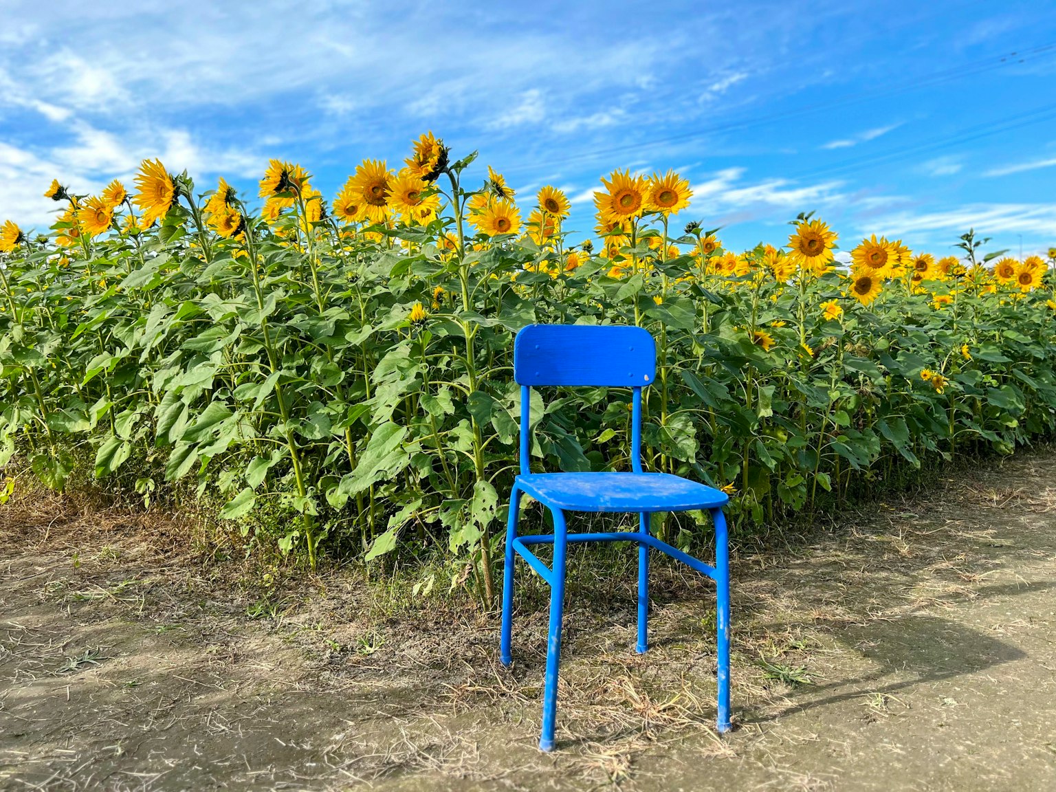Sedia blu in un campo di girasoli