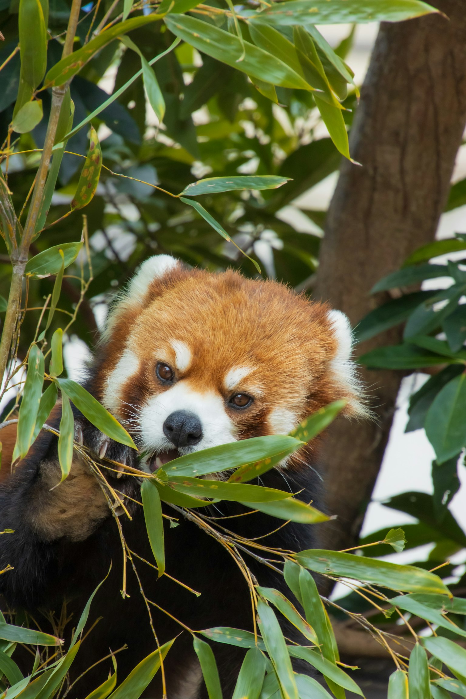 Un panda roux mangeant des feuilles de bambou dans un environnement luxuriant