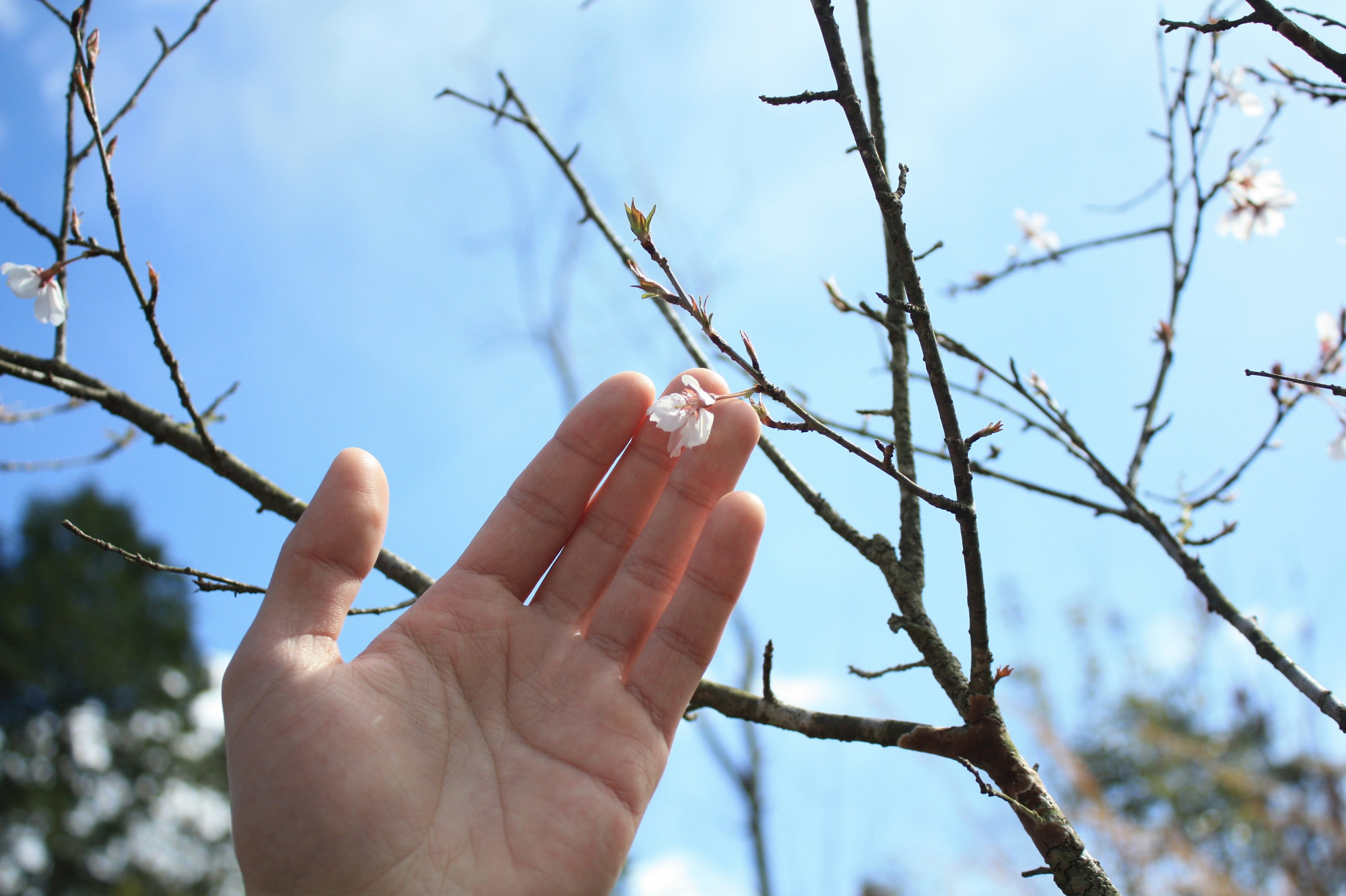 main touchant des bourgeons sur des branches sous un ciel de printemps
