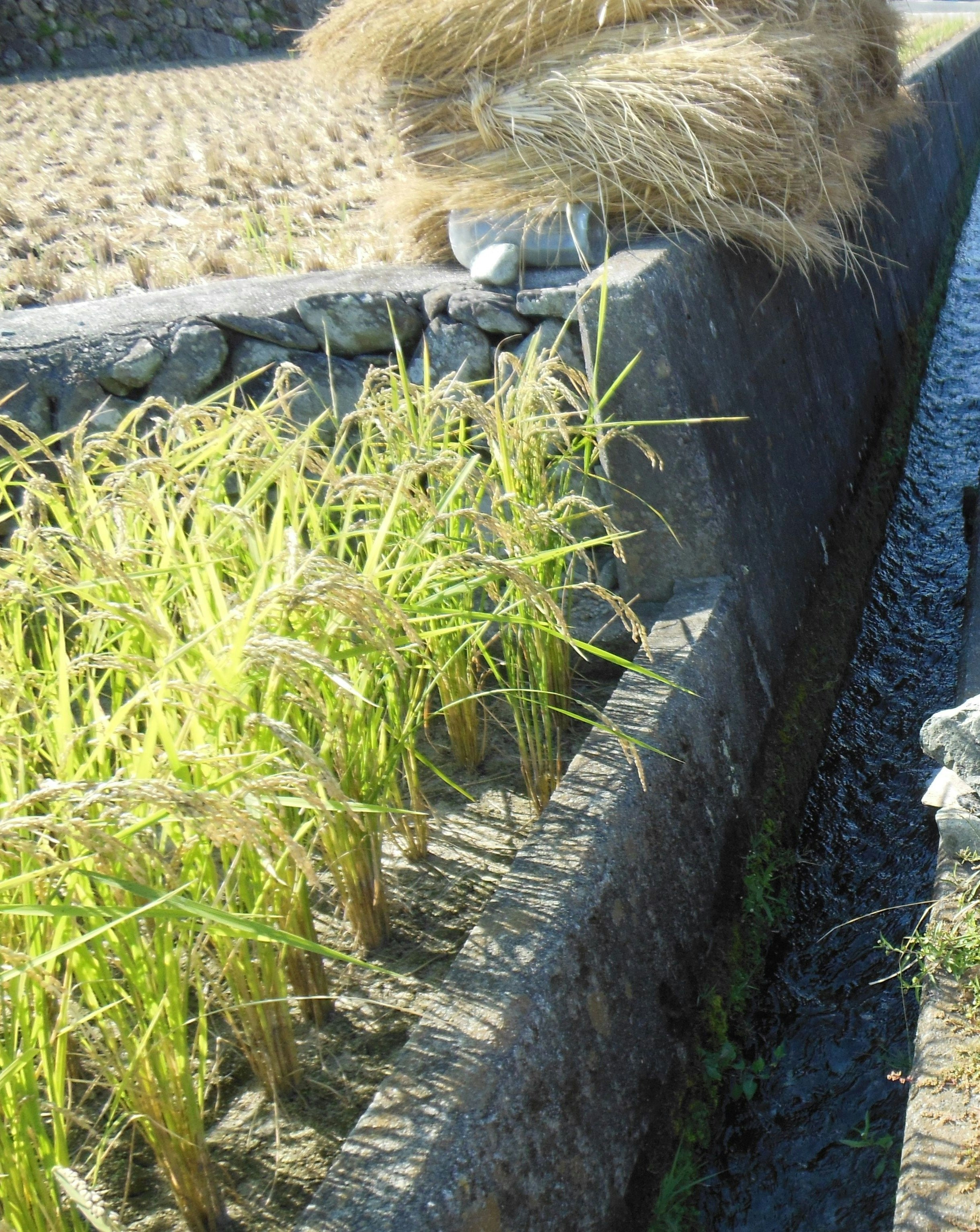 石砌水渠旁的青草與稻草束