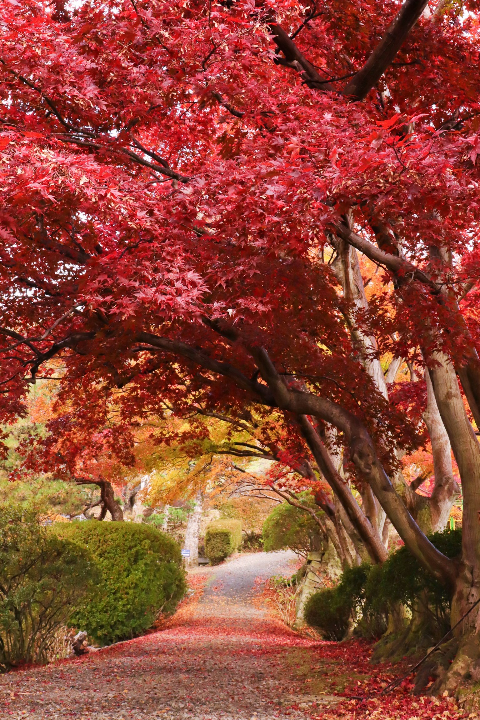 Beautiful pathway surrounded by vibrant red maple trees