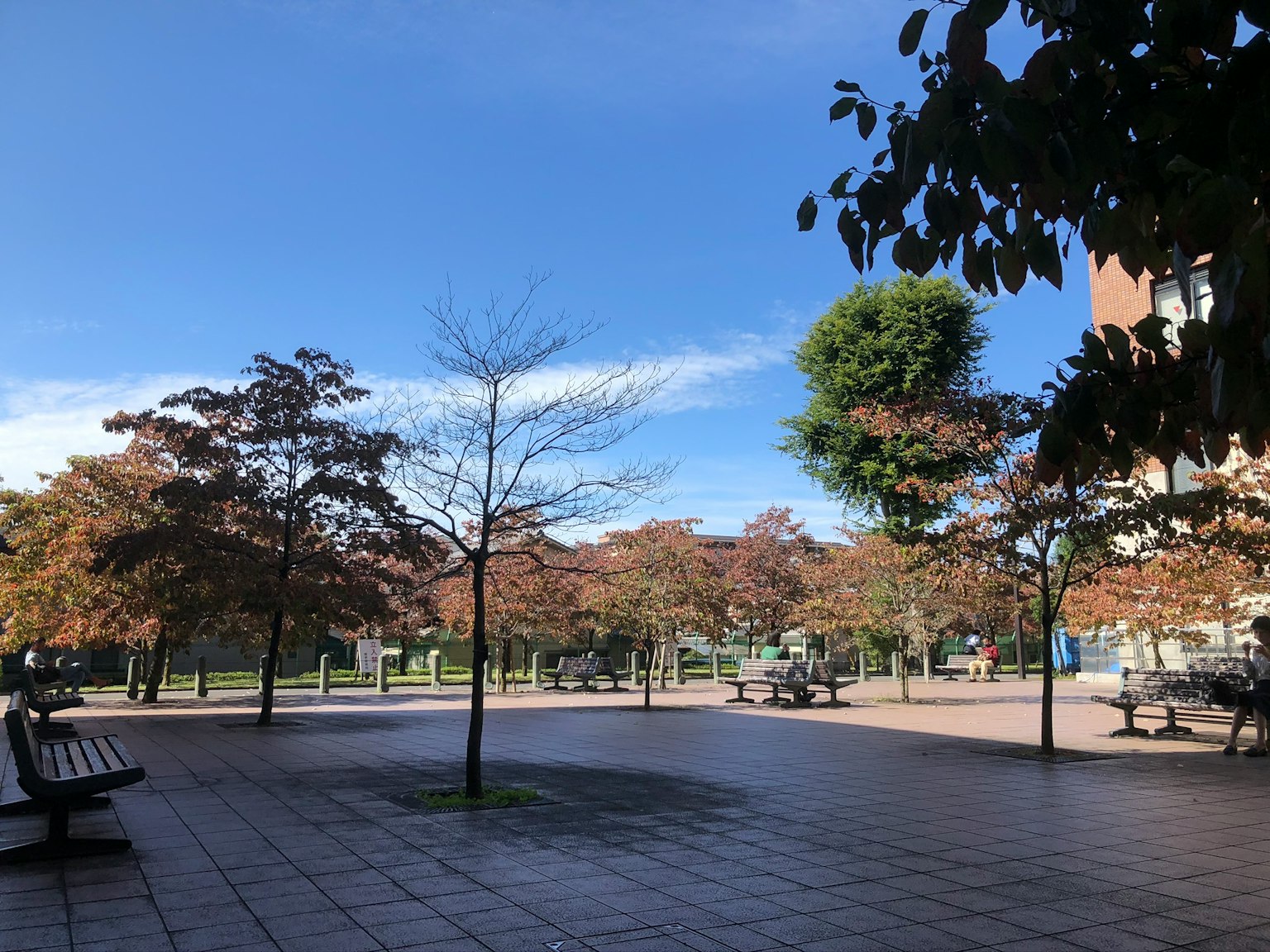 蓝天下的公园场景，有长椅和树木