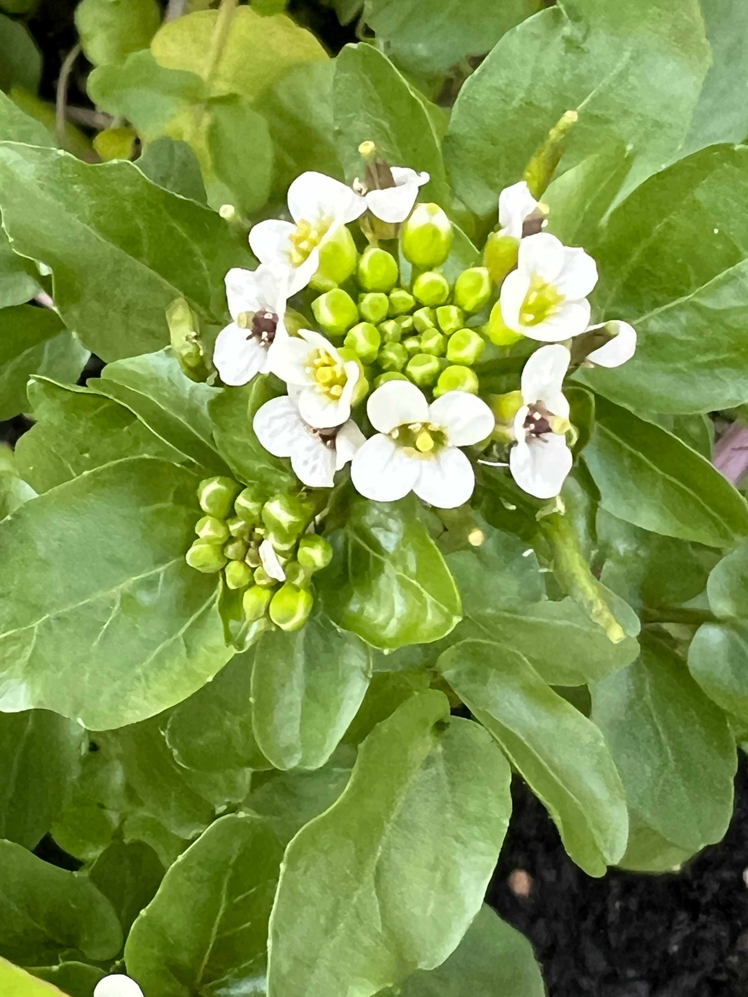 watercress white flowers and young seed clusters
