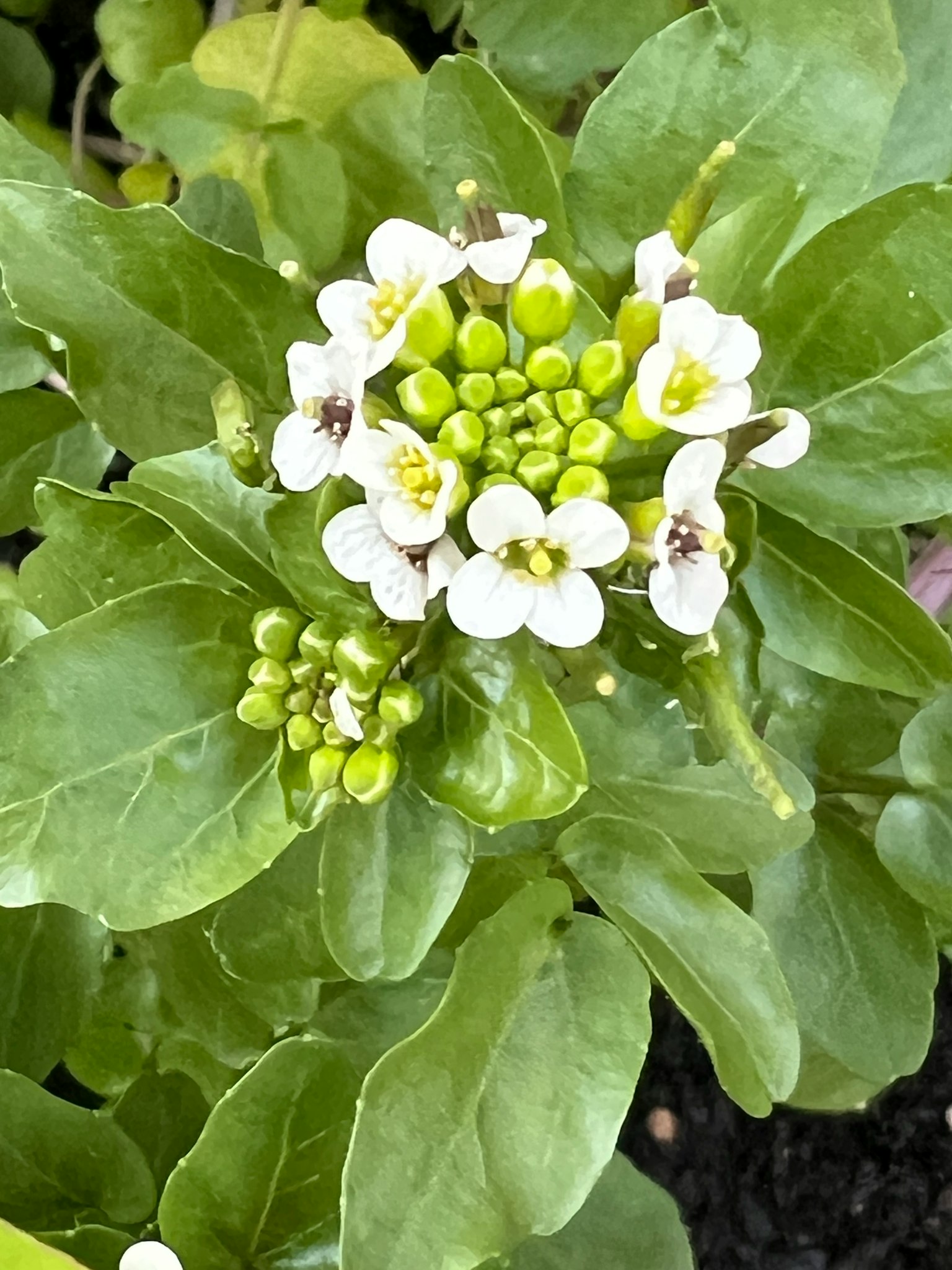 Primo piano di una pianta con fiori bianchi e foglie verdi