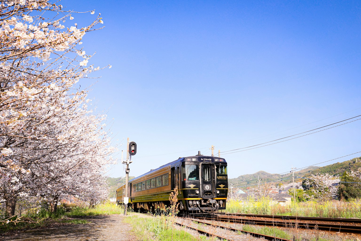 Kereta hitam berjalan di bawah bunga sakura dan langit biru yang cerah