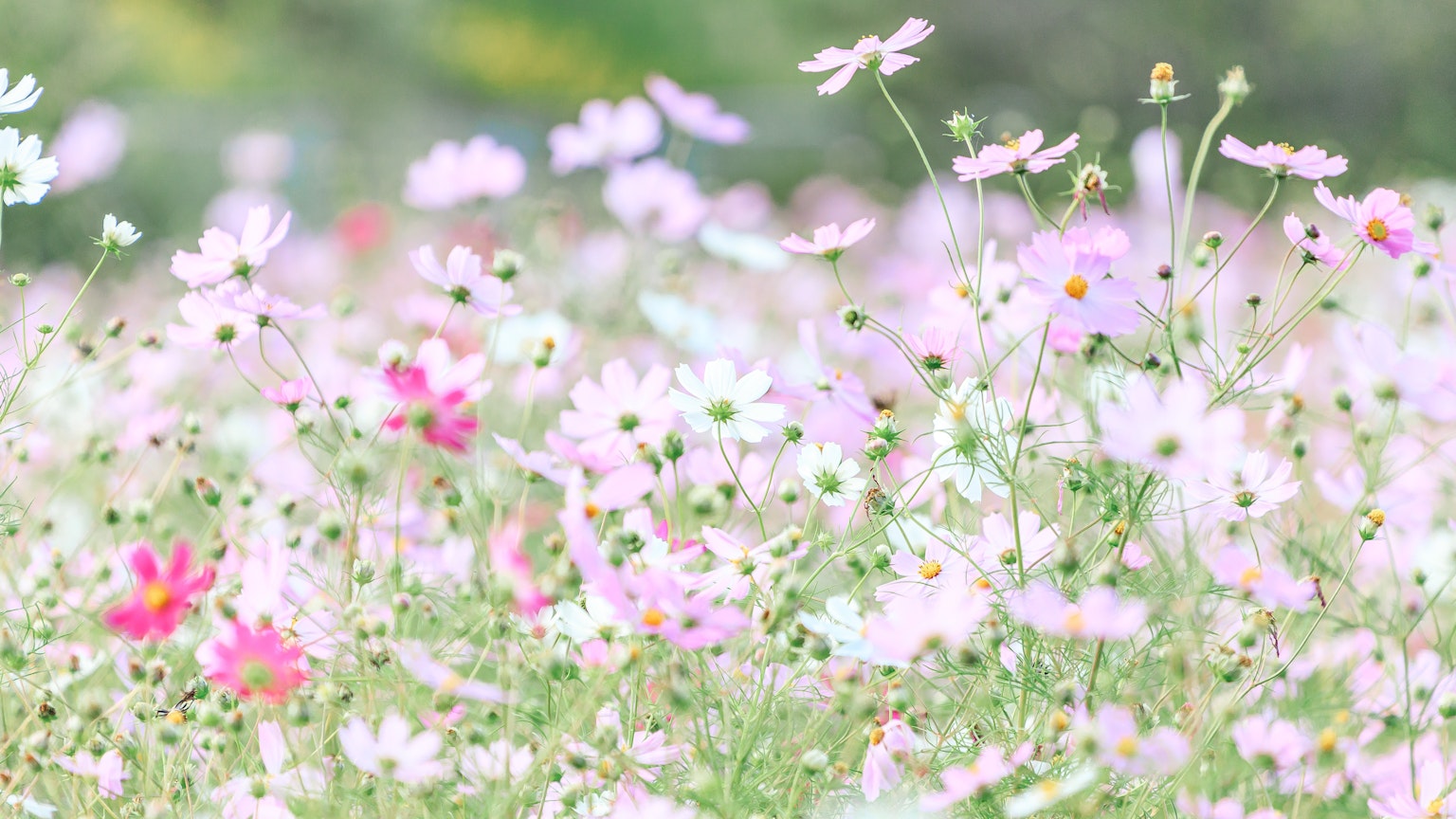 ทุ่งดอกไม้ที่สวยงามเต็มไปด้วยดอกไม้สีชมพูอ่อน