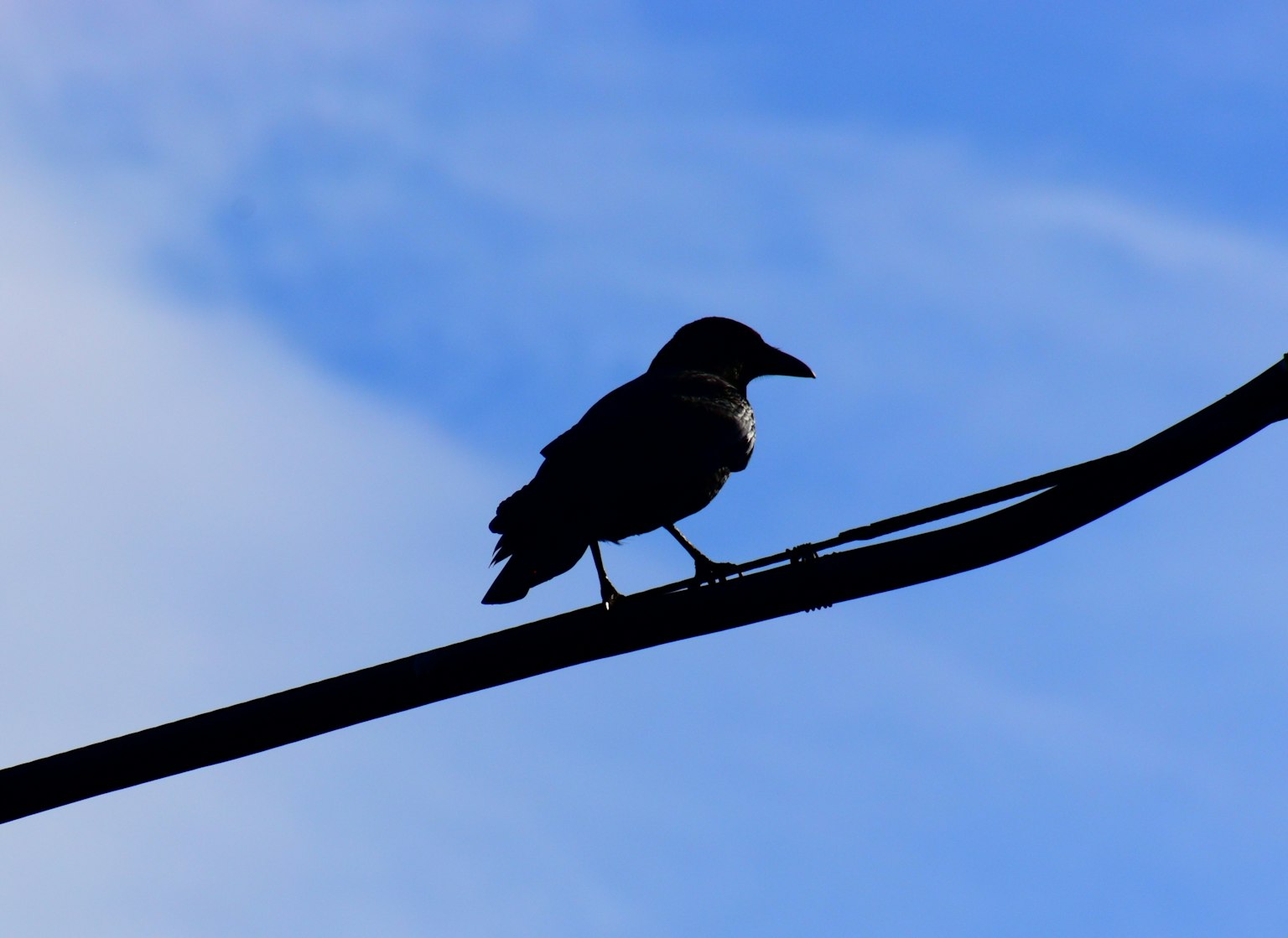 Une silhouette d'oiseau perchée sur un fil sous un ciel bleu