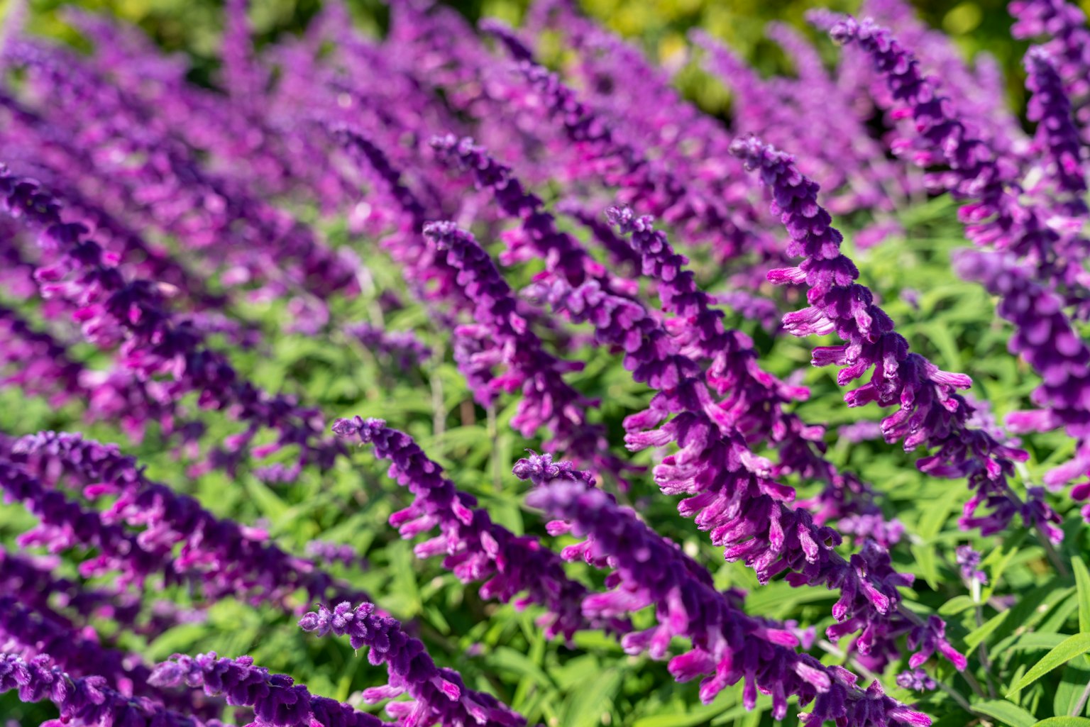 Groupe de fleurs violettes avec feuillage vert