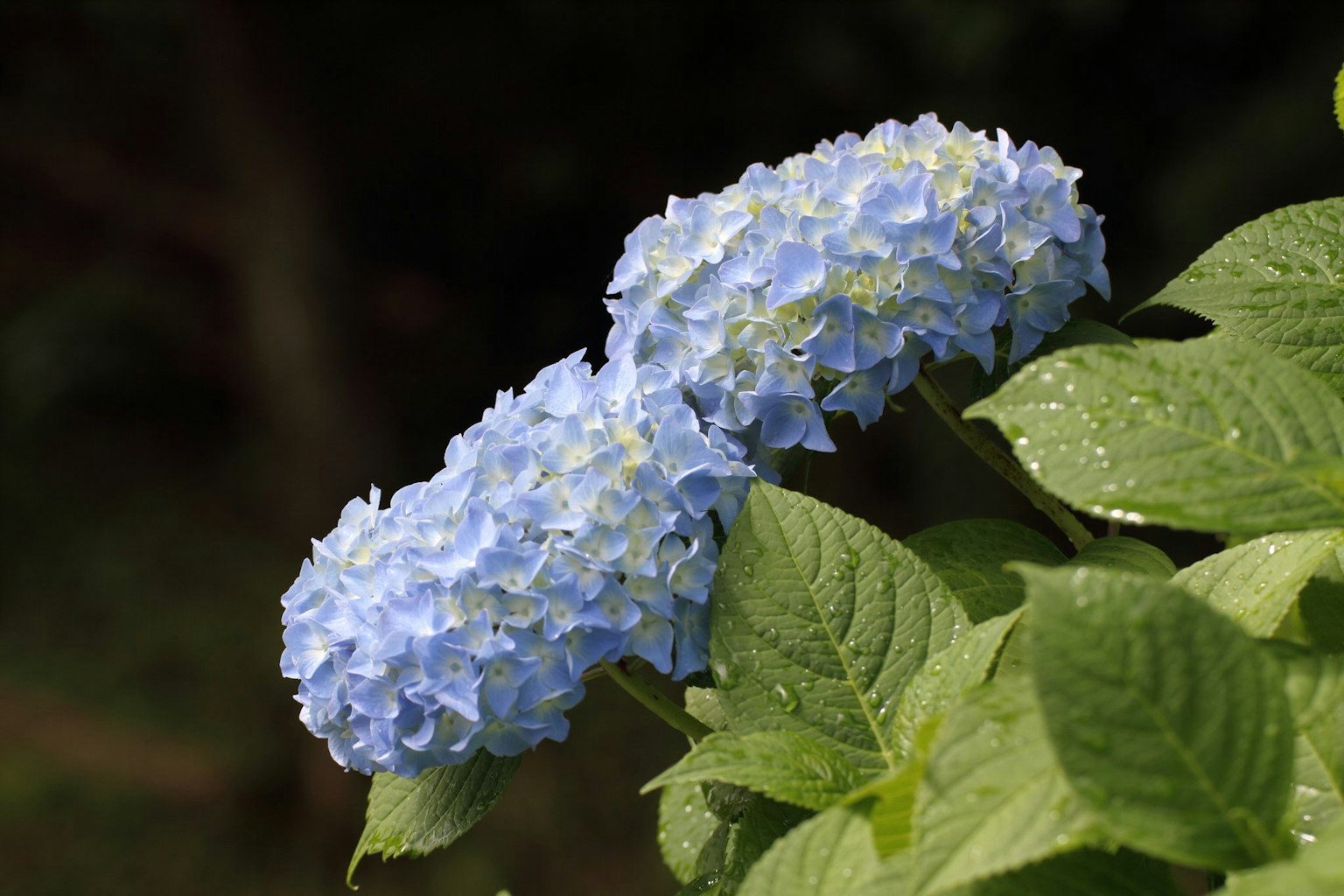 ดอกไฮเดรนเยียสีน้ำเงินกับใบเขียว